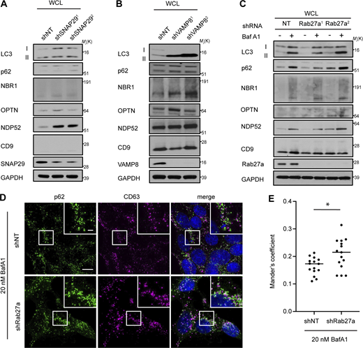 Rab27a is required for autophagy cargo receptor secretion in response to lysosome inhibition. (A) WCL from serum-starved HEK293 Ts that stably express shRNAs targeting SNAP29 (shSNAP291; shSNAP292) or control shRNA (shNT) and corresponding to secretion experiments in Fig. 6, E and F, were immunoblotted for the indicated proteins. (B) WCL from serum-starved HEK293Ts that stably express shRNAs targeting VAMP8 (shVAMP81; shVAMP82) or control shRNA (shNT) and corresponding to secretion experiments in Fig. 6, E and F were immunoblotted for the indicated proteins. (C) WCL from serum-starved HEK293Ts that stably express shRNAs targeting Rab27a (Rab27a1; Rab27a2) or control shRNA (NT) and corresponding to secretion experiments in Fig. 6, E and F, were immunoblotted for the indicated proteins. (D) Representative fluorescence micrographs from cells expressing control shRNA (shNT) or shRNA targeting Rab27a (shRab27a) treated with 20 nM BafA1 and immunostained for endogenous p62 (green) and CD63 (magenta). Scale bar, 10 μm; inset scale bar, 2 μm. (E) Scatter plot of Mander’s coefficients for the co-occurrence of p62 with CD63 in BafA1 treated cells expressing control shRNA (shNT) or Rab27a shRNA (shRab27a) in C. Statistical significance was calculated by an unpaired two-tailed student’s t test (mean ± SEM; shNT, n = 10; shRab27a, n = 10; *, P < 0.05). Source data are available for this figure: SourceData FS5. Refer to the image caption for details.