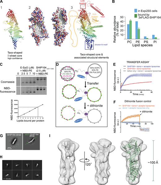 In vitro characterization of SHIP164. (A) The fold prediction algorithm AlphaFold indicates that SHIP164 harbors an extended β-sheet folded to resemble a taco shell, as in VPS13 (Li et al., 2020). From left to right: (1) Ribbons representation for the taco shell “core,” predicted with high confidence. (2) The extended β-sheet is shown in two orientations as surface representation, with carbons shown white, oxygens red, nitrogens blue, and sulfurs yellow. The concave surface of the taco shell is predicted to be entirely hydrophobic, providing a binding site for lipid fatty acid moieties. (3) Additional secondary structure that may associate with the core is shown; segments discussed in the text are indicated. (B) SHIP164 co-purifies with phospholipids according to their abundance in cells as assessed by shotgun lipidomics. (C) SHIP164 co-migrates with NBD-PE in a native gel. Comparison of NBD fluorescence that co-migrates with SHIP164 versus with the well-characterized lipid transport module from E-Syt2 suggests that each SHIP164 molecule accommodates multiple (∼8) phospholipids. (D) Schematic drawing explaining the FRET-based lipid transfer and the dithionite-based control for the absence of liposome fusion. (E) Assay consistent with transfer of fluorescent lipids from donor to acceptor liposomes by SHIP164 but not by a tether construct lacking a lipid transfer module. An increase in fluorescence observed with donor liposomes only (red arrow) is due to lipid extraction by SHIP164. A larger increase is observed when lipids are subsequently transferred to the acceptor liposomes. (F) Dithionite addition excludes that SHIP164 facilitates membrane fusion, as the fluorescence decrease is the same in the SHIP164 sample and the no-protein control. In the case of protein-mediated fusion, NBD fluorescence would be increased with respect to the no-protein control. (G) 2D class averages from negatively stained SHIP164 and MBP-SHIP164, showing tail-to-tail dimerization. MBPs (arrows) are at the ends of the elongated dimer. (H) 2D class averages for the cryo-EM reconstruction show a channel running along the length of SHIP164. (I) Cryo-EM map of SHIP164 at a resolution of ∼8.3 Å, showing a long central cavity with or without the AlphaFold model (see A 1) superimposed onto it. The docking is approximate because the resolution of the reconstruction is low and because a high confidence model for SHIP164, beyond the β-sheet taco shell core, is not available. Experiments in E and F were performed in triplicate; SDs are indicated. mins, minutes; PC, phosphatidylcholine; PI, phosphatidylinisitol; PS, phosphatidylserine. Source data are available for this figure: SourceData F1. Refer to the image caption for details.