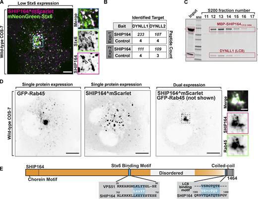 Interaction of SHIP164 with proteins implicated in retrograde traffic to the Golgi complex. (A) Live fluorescence image of a COS-7 cell demonstrating partial colocalization of exogenous SHIP164^mScarlet (magenta) and mNG-Stx6 (green). Scale bar, 10 µm. High magnification of the indicated regions is shown at right, and the individual channels are shown as inverted grays. Arrowheads indicate overlapping fluorescence. Scale bar, 2 µm. (B) Mass spectrometry–based identification of material affinity-purified onto immobilized SHIP164 or onto a control protein from mouse brain extract. The selective enrichment of DYNLL1/2 peptides on the SHIP164 bait is shown. (C) A mixture of MBP-SHIP1641312–1464 and DYNLL1/2 was subjected to size exclusion chromatography. Coomassie Blue staining of SDS-PAGE of the eluted fractions reveals co-migration of the two proteins. (D) Live fluorescence images (inverted grays) of COS-7 cells expressing either GFP-Rab45 (left) or SHIP164^mScarlet (right), or both proteins together (only SHIP164 is shown) as indicated. Scale bar, 10 µm. High-magnification scale bar, 2 µm. (E) Cartoon of WT SHIP164 highlighting (blue) newly identified Stx6 and DYNLL1/2 interaction motifs (see also Fig. 1 A). Source data are available for this figure: SourceData F5.
