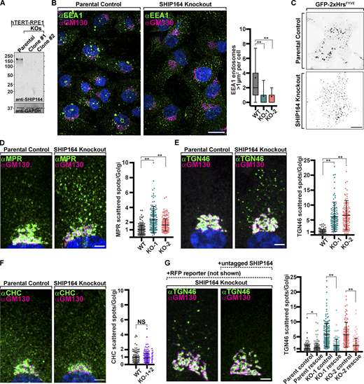 Defects in retrograde membrane traffic to the TGN in SHIP164 knockout cells. (A) Western blot (in kD) of control and edited RPE1 cell clones for SHIP164 and GAPDH as a loading control. (B) Left: Fluorescence images of a parental control (left) and SHIP164 KO cells (right) immunolabeled with antibodies against EEA1 (green) and GM130 (magenta). Scale bar, 20 µm. Right: Quantification of large EEA1 endosomes (>1 µm2) per cell in control and SHIP164 KO cell clones. (C) Live fluorescence (inverted grays) image of parental control (top) and SHIP164 KO (bottom) cells expressing the endosomal marker GFP-2xHrsFYVE. Scale bar, 20 µm. (D–F) Left: Fluorescence images of parental control (left) and SHIP164 KO cells (right) immunolabeled with antibodies against indicated protein (green) and GM130 (magenta). Scale bar, 5 µm. Right: Quantification of scattered cytoplasmic spots–to–Golgi complex ratio of indicated protein signal per cell in control and SHIP164 KO cell clones. (G) Left: Fluorescence images of SHIP164 KO cells expressing RFP alone (left) or both RFP and SHIP164 (right) immunolabeled with antibodies against TGN46 (green) and GM130 (magenta). Scale bar, 5 µm. Right: Quantification of scattered cytoplasmic spots–to–Golgi complex ratio of TGN46 signal per cell in SHIP164 KO cell clones expressing RFP alone (solid circles) or both RFP and SHIP164 (open circles). Data of B and D–F reflect three biological replicates and of G, two biological replicates. For B, D–F, and G: middle line, mean; bars, SD. **, P < 0.01; *, P < 0.5. Source data are available for this figure: SourceData F6. Refer to the image caption for details.