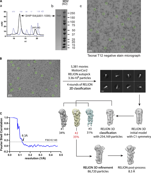 In vitro characterization of SHIP164. (A) (a) Following batch purification using anti-FLAG M2 resin, 3XFLAG-SHIP164Δ901–1099 was further purified by size exclusion chromatography on a Superdex-200 column. The gel filtration profile is shown (black), along with that for molecular weight standards (light blue). (b) Sample purity was examined by SDS-PAGE. (c) Representative negative stain electron micrograph of 3XFLAG-SHIP164Δ901–1099 (50 nM) using FEI Tecnai 12 microscope at 120 kV at a nominal magnification of 52,000×. Staining was with 2% uranyl acetate on carbon-coated copper grids that were glow-discharged for 30 s at 22 mA. Green circles represent particles manually picked with a 300 Å mask diameter in RELION-3.1. (B) Cryo-EM workflow. Micrographs, including the representative one shown, were collected using Titan Krios G2 transmission electron microscope (Thermo Fisher Scientific) at 300 kV equipped with a K3 summit direct detection camera (Gatan). Green circles represent particles manually picked for initial reference-free 2D classification prior to autopicking. (C) The processing workflow yielded a reconstruction with an estimated resolution of 8.3 Å according to the Fourier shell correlation = 0.143 criterion. Source data are available for this figure: SourceData FS1.