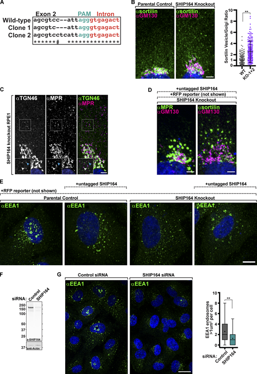 Defects in retrograde traffic in SHIP164 loss of function cells. (A) Sequencing results confirming editing of SHIP164 locus in RPE1 cells. PAM sequence (green) was directed to exon 2, and each clone was found to have a mutation starting four nucleotides upstream. # indicates nucleotide is the same between parental control and clone 2. (B) Left: Fluorescence images of a parental control (left) and SHIP164 KO cells (right) immunolabeled with antibodies against sortilin (green) and GM130 (magenta). Scale bar, 5 µm. Right: Quantification of the scattered cytoplasmic spots–to–Golgi complex ratio of sortilin signal per cell (circles) in control and SHIP164 KO cell clones. Middle line, mean; bars, SD. Data represents three biological replicates. **, P < 0.01. (C) Fluorescence images of a SHIP164 KO cell immunolabeled with antibodies against TGN46 (green) and MPR (magenta) demonstrating distinct post-Golgi vesicle populations. Scale bar, 5 µm. High magnifications of the indicated regions are shown as insets and the individual channels are shown as inverted grays. Arrowheads indicate divergent fluorescence. Scale, 2 µm. (D) Fluorescence images of a SHIP164 KO cells expressing both RFP and SHIP164 (not shown) immunolabeled with antibodies against the indicated proteins (green) and GM130 (magenta). Scale bar, 5 µm. (E) Fluorescence images of parental control or SHIP164 KO cells expressing either RFP alone (not shown) or RFP and exogenous untagged SHIP164 (not shown) immunolabeled with antibodies against the EEA1 (green) demonstrating that overexpression of SHIP164, even in KO cells, results in EEA1 accumulations not typically found in WT cells where SHIP164 is not over-expressed (far left). Scale bar, 10 µm. (F) Western blot (in kD) of RPE1 cells for SHIP164 and for GAPDH as a loading control, either treated with control or SHIP164 specific siRNAs. (G) Left: Fluorescence images of WT cells treated with control (left) or SHIP164 specific siRNAs (right) immunolabeled with antibodies against EEA1 (green). Scale bar, 20 µm. Right: Quantification of large EEA1 endosomes (>1 µm2) per cell in control and SHIP164 knock-down cell. Middle line, median; +, mean; bars, 10–90 percentiles. Data represents three biological replicates. **, P < 0.01. Source data are available for this figure: SourceData FS4.