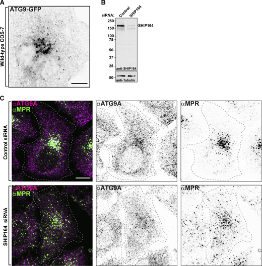 Defects in retrograde traffic in SHIP164 depleted cells. (A) Live fluorescence (inverted grays) image of a COS-7 cell expressing exogenous ATG9A-GFP. Scale bar, 10 µm. (B) Western blot (in kD) of HeLa cells for SHIP164 and for Tubulin as a loading control, either treated with control or SHIP164 specific siRNAs. (C) Fixed fluorescence images of WT HeLa cells treated with control (top) or SHIP164 specific siRNAs (bottom) immunolabeled with antibodies against ATG9A (magenta) and MPR (green). Scale bar, 10 µm. Source data are available for this figure: SourceData FS5.