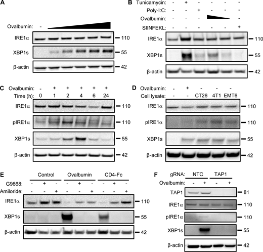 Antigen pulsing of BMDCs activates IRE1α. (A) BMDCs were pulsed with ovalbumin (starting at 62.5 μg/ml and sequentially doubled) and analyzed by immunoblot (IB) for the indicated markers. (B) BMDCs were pulsed with ovalbumin (starting at 500 μg/ml and sequentially halved) or SIINFEKL (1 μM), or stimulated with tunicamycin (1 μg/ml) or poly-I:C (25 μg/ml) for 4 h, and analyzed by IB. (C) BMDCs were pulsed with ovalbumin (500 μg/ml) for indicated time points and analyzed by IB. (D) BMDCs were pulsed for 4 h with ovalbumin or lysates derived from the indicated cell lines (500 μg/ml protein) and analyzed by IB. (E) BMDCs were pulsed for 4 h with ovalbumin or human soluble CD4-Fc fusion protein (both at 500 μg/ml), combined with DMSO or G9668 (3 μM) or amiloride (10 μM), and analyzed by IB. (F) Upon removal from bone marrow, total bone marrow cells were transfected with non-targeting control (NTC) or TAP1-targeting gRNAs, along with CRISPR/Cas9 delivery constructs. Cells were then subjected to standard BMDC-differentiation protocol, pulsed with ovalbumin (500 μg/ml) for 4 h, and analyzed by IB. All IB images are representative of at least two similar experiments, and molecular weights represent kD. Source data are available for this figure: SourceData F1.