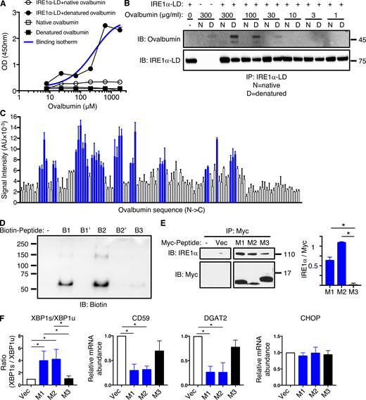 Antigen-derived peptides can directly engage IRE1α. (A) Polystyrene wells were coated with native or heat-denatured ovalbumin (10 μg/ml) and incubated with purified recombinant human IRE1α LD-Fc fusion protein (10 μg/ml), followed by colorimetric detection with an HRP-conjugated anti-human Fc antibody. (B) Native or heat-denatured ovalbumin at indicated concentrations was incubated with IRE1α LD-Fc (10 μg/ml), immunoprecipitated via monoclonal anti-IRE1α LD antibody, and analyzed by IB. (C) A tiled 18 aa-long peptide array spanning ovalbumin was incubated with IRE1α LD-Fc (500 nM), and an HRP-conjugated anti-human Fc antibody was used for detection. Blue bars represent bound peptides. (D) Biotin-tagged ovalbumin-based peptides (100 μM) were incubated with FLAG-tagged IRE1α LD (50 μM), cross-linked with disuccinimidyl suberate and analyzed by IB. B1, B2, B3 are WT peptides; B1′, B2′ are mutant peptides in which all hydrophobic residues were replaced by aspartate residues. (E and F) HEK293 cells were transfected with cDNA constructs encoding Myc-tagged peptides (M1, M2, M3) derived from corresponding ovalbumin regions (B1, B2, B3) and containing an ER-directed signal sequence; after 48 h analysis was performed by immunoprecipitation with anti-Myc antibody and IB for IRE1α or Myc (bar graph indicates signal ratio for IRE1α over Myc; E) or RT-qPCR analysis for mRNA levels of indicated transcripts (F). Graphs in A, C, and F represent mean ± SD from three independent technical repeats; images in B, D, and E represent at least two similar experiments, and molecular weights represent kD. Analysis was performed using unpaired, two-tailed t test; *, P ≤ 0.05. Source data are available for this figure: SourceData F2.
