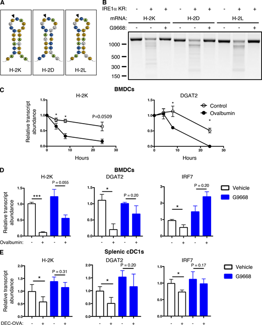 IRE1αactivation depletes MHC-I heavy-chain mRNAs via RIDD. (A) Consensus stem-loop endomotifs for RIDD recognition in murine MHC-I heavy-chain H-2K, H-2D, and H-2L mRNA sequences. (B) Purified recombinant IRE1α kinase-RNase (KR) protein was incubated with RNA transcripts of H-2K, H-2D, and H-2L, and G9668 (10 μM), followed by agarose gel electrophoresis to determine transcript integrity. (C and D) BMDCs were treated with actinomycin D (2 μg/ml) to block de novo transcription and pulsed with ovalbumin (500 μg/ml) for indicated time points (C) or with G9668 (3 μM) for 8 h (D). Indicated transcripts were analyzed by RT-qPCR. (E) C57BL/6 mice were injected with Flt3L-Fc (i.v., 10 mg/kg) and 8 d later were treated with G9668 (p.o., 250 mg/kg, BID) for 24 h in combination with a single injection of DEC-OVA (i.v., 2.5 mg/kg) 2.5 h before sacrifice. Viable splenic DCs (CD11c+ MHC-IIhigh F4/80−) were gated and sorted cDC1 (CD103+ XCR1+ CD11b−) subpopulation cells were analyzed by RT-qPCR for indicated transcript levels. Statistical analysis was performed using unpaired, two-tailed t test; *, P ≤ 0.05; ***, P ≤ 0.001. Image in B represents three similar experiments, and molecular weights represent base pairs. Bar graphs in C and D represent mean ± SD from three independent biological repeats; bar graphs in E represent mean ± SD from two independent technical repeats. Source data are available for this figure: SourceData F4.