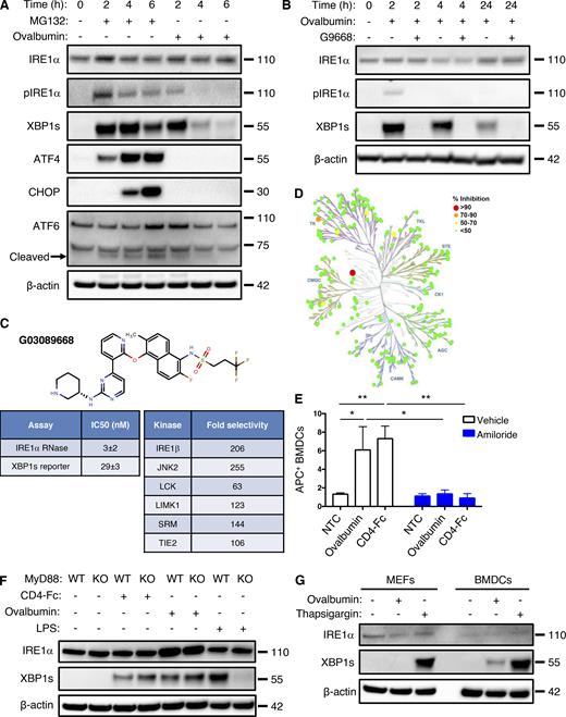 Antigen pulsing of BMDCs activates IRE1α. (A) BMDCs were treated with MG132 (5 μM) or ovalbumin (500 μg/ml) for indicated time points and analyzed by IB. (B) BMDCs were pulsed with ovalbumin (500 μg/ml) and G9668 (3 μM) for indicated time periods and analyzed by IB. (C) Molecular structure, potency, and kinase selectivity of G9668. (D) Schematic representation of G9668 interaction with 220 kinases at 1 μM. Size and color of circles represent interaction strength. Analysis was conducted by KinomeScan. (E) BMDCs were pulsed for 4 h with APC-tagged ovalbumin or soluble CD4-Fc protein (500 μg/ml) with amiloride (10 μM); uptake of protein was assayed by flow cytometry (n = 3). (F) WT or MyD88 KO Flt3L-derived BMDCs were pulsed with ovalbumin (500 μg/ml) or soluble CD4-Fc protein (500 μg/ml), or treated with LPS (10 μg/ml) for 4 h and analyzed by IB. (G) MEFs and BMDCs were pulsed with ovalbumin or treated with Tg (100 nM) for 4 h and analyzed by IB. Images in A, B, F, and G represent at least two similar experiments, and molecular weights represent kD; E bar graphs represent mean ± SD from three independent biological repeats. Analysis for E was performed using unpaired, two-tailed t test; *, P ≤ 0.05; **, P ≤ 0.01. Source data are available for this figure: SourceData FS1.