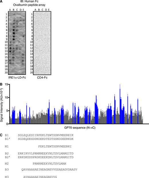 Antigen-derived peptides can directly engage IRE1α. (A) A tiled 18 aa-long peptide array spanning ovalbumin was incubated with IRE1α LD-Fc (500 nM) followed by IB analysis with an HRP-conjugated anti-human Fc antibody. (B) A tiled 18 aa-long peptide array spanning GP70 was incubated with IRE1α LD-Fc (500 nM) followed by colorimetric detection with an HRP-conjugated anti-human Fc antibody. Blue bars represent bound peptides. (C) Sequences of biotin-tagged peptides (labeled B) used in Fig. 1 D and Myc-tagged signal peptides (labeled M) used in Fig. 2, E and F. Bar graphs in B represent mean ± SD from three independent technical repeats. Source data are available for this figure: SourceData FS2.