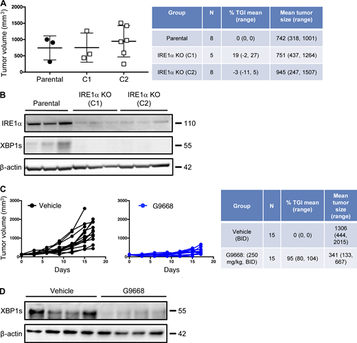 IRE1α inhibition attenuates CT26 tumor growth. (A and B) Animals were inoculated s.c. with parental or IRE1α KO CT26 cells, and tumor growth was measured over 27 d. Final day tumor measurements (A) and IB analysis (B) of IRE1α expression and activation are presented. (C and D) Mice were inoculated s.c. with parental CT26 cells, grouped out 7 d later, and treated with vehicle or G9668 (p.o., 250 mg/kg, BID). Growth trajectories of CT26 tumors in individual vehicle- and G9668-treated animals over 17 d (C) and IB analysis of total tumor lysates (D) are depicted. The number of animals included in each study is noted in corresponding tables. Scatter plots in A represents mean ± SD, and molecular weights in B and D represent kD. Source data are available for this figure: SourceData FS4.