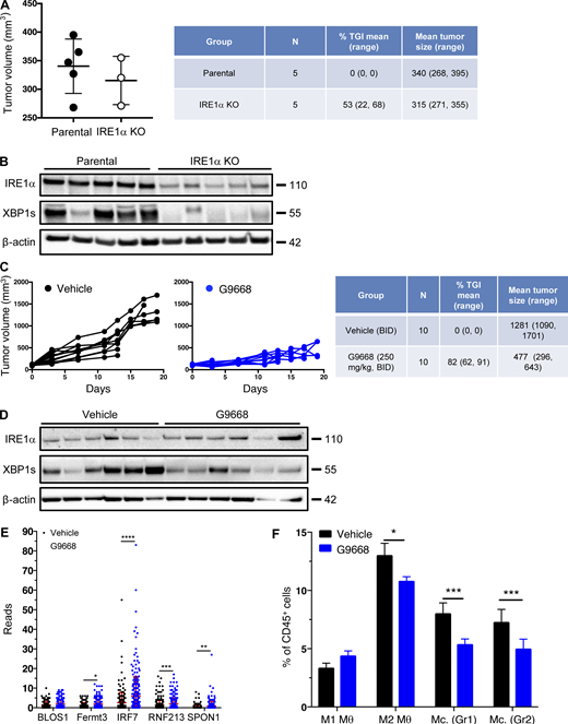 IRE1α inhibition attenuates 4T1 tumor growth. (A and B) Animals were inoculated s.c. with parental or IRE1α KO 4T1 cells and tumor growth was monitored over 25 d, with final measurements (A) and IB analysis of total tumor lysates (B) presented. (C–F) Mice were inoculated s.c. with parental 4T1 cells, grouped out 7 d later, and treated with G9668 (p.o., 250 mg/kg, BID). Tumor growth was measured over 19 d (C), and IRE1α expression and activation were analyzed by IB (D). (E and F) Mice were treated with G9668 for 6 d, and tumor-infiltrating leukocytes were then analyzed by scRNAseq. (E) Transcript levels of indicated genes characterized as RIDD targets in tumor-infiltrating DCs (256 reads per condition). (F) Relative abundance of group 1 (Hcar) and group 2 (Hilpda) tumor-infiltrating monocytes (Mc.) and M1- or M2-polarized macrophages (θ) in vehicle- and G9668-treated animals. *, P ≤ 0.05; **, P ≤ 0.01; ***, P ≤ 0.001; ****, P ≤ 0.0001. The number of animals included in each study is noted in corresponding tables. Scatter plots in A, E, and F represent mean ± SD, and molecular weights in B and D represent kD. Source data are available for this figure: SourceData FS5. Refer to the image caption for details.