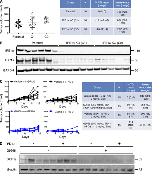 IRE1α inhibition attenuates EMT6 tumor growth. (A and B) Mice were inoculated orthotopically with parental or IRE1α KO EMT6 cells and tumor growth was measured over 24 d, with final tumor measurements (A) and IB analysis of total tumor lysates (B) presented. (C and D) Mice were inoculated orthotopically with parental EMT6 cells, grouped out 7 d later, and treated with vehicle, G9668 (p.o., 250 mg/kg, BID), anti–PD-L1 antibody (i.v., 10 mg/kg at first dose, i.p. 5 mg/kg BIW thereafter), or the combination. Tumor growth trajectories were measured over 19 d (C), and IRE1α activation was analyzed by IB (D). The number of animals included in each study is noted in corresponding tables. Scatter plots in A represent mean ± SD, and molecular weights in C and D represent kD. Source data are available for this figure: SourceData FS6.