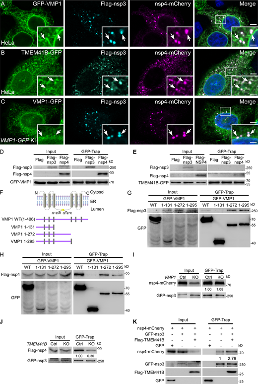 VMP1 binds to nsp3 and nsp4. (A–C) Immunostaining reveals that GFP-VMP1 (A), TMEM41B-GFP (B), and endogenous VMP1 (C) weakly accumulate at the Flag-nsp3/nsp4-mCherry+ punctate structures, as indicated by arrows. Bars: 500 nm; inserts, 200 nm. (D) In a GFP-Trap assay, Flag–nsp3 or Flag-nsp4 is immunoprecipitated by GFP-VMP1. (E) In a GFP-Trap assay, Flag-nsp4, but not Flag–nsp3 is immunoprecipitated by TMEM41B-GFP. (F) Schematic of the topology of VMP1, and the structures of the VMP1 truncations. The positions of G195R and G197R are indicated by yellow squares. (G) In a GFP-Trap assay, Flag-nsp3 is immunoprecipitated by WT GFP-VMP1, GFP-VMP1(1-272), or GFP-VMP1(1-295), but not GFP-VMP1(1-131). (H) In a GFP-Trap assay, Flag–nsp4 is immunoprecipitated by WT GFP-VMP1, GFP-VMP1(1-272), or GFP-VMP1(1-295), but not GFP-VMP1(1-131). (I) In a GFP-Trap assay, levels of nsp4-mCherry immunoprecipitated by GFP-nsp3 are comparable between control and VMP1 KO HeLa cells. (J) In a GFP-Trap assay, levels of Flag-nsp4 immunoprecipitated by GFP-nsp3 are greatly reduced in TMEM41B KO HeLa cells, compared with control cells. (K) In a GFP-Trap assay, levels of nsp4-mCherry immunoprecipitated by GFP-nsp3 are dramatically increased in Flag-TMEM41B-overexpressing HeLa cells, compared with control cells. Source data are available for this figure: SourceData F4. Refer to the image caption for details.