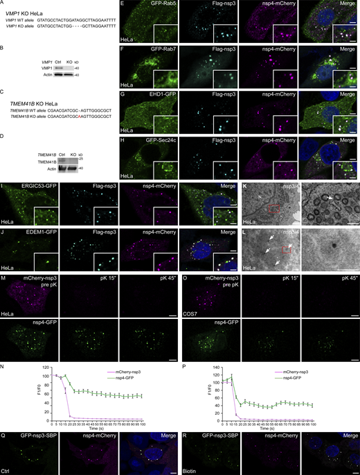 DMVs are induced by coexpression of SARS-CoV-2 nsp3 and nsp4, related to Figs. 1 and 2. (A) Genomic DNA sequences of VMP1 in control and VMP1 KO HeLa cells. Deletions are indicated by dashes. (B) Immunoblotting with VMP1 antibody verifies the KO efficiency in VMP1 KO HeLa cells. (C) Genomic DNA sequences of TMEM41B in control and TMEM41B KO HeLa cells. The insertion is highlighted in red. (D) Immunoblotting with TMEM41B antibody verifies the KO efficiency in TMEM41B KO HeLa cells. (E–J) Immunostaining shows that Flag-nsp3/nsp4-mCherry double positive foci do not colocalize with GFP-Rab5 (E), GFP-Rab7 (F), EHD1-GFP (G), GFP-Sec24c (H), ERGIC53-GFP (I), or EDEM1-GFP (J). Bars: 5 μm; inserts, 2 μm. (K) TEM analysis demonstrates that clusters of DMVs are formed in HeLa cells coexpressing nsp3/4. The arrow indicates a DMV associated with the ER. The red boxed area in the left panel is enlarged in the right panel. N, nucleus. Bars: left panel, 500 nm; right panel, 200 nm. (L) Immuno-electron microscopy micrographs of control cells coexpressing mCherry-nsp3 and nsp4-GFP. Anti-GFP antibody (10 nm gold, arrows) was used to detect nsp4-GFP. The red boxed area in the left panel is enlarged in the right panel. Bars: left panel, 100 nm; right panel, 50 nm. (M and N) In FPP assays, time-lapse images show that mCherry-nsp3 puncta immediately disappear while most of nsp4-GFP puncta persist upon pK addition in digitonin-permeabilized HeLa cells coexpressing nsp3/4 (M). Quantitative data are shown as mean ± SEM (n = 16; N). Bars: 5 μm. (O and P) In FPP assays, time-lapse images show that mCherry-nsp3 puncta immediately disappear while most of nsp4-GFP puncta persist upon pK addition in digitonin-permeabilized COS7 cells coexpressing nsp3/4 (O). Quantitative data are shown as mean ± SEM (n = 17; P). Bars: 5 μm. (Q and R) HeLa cells coexpressing GFP-nsp3-SBP and nsp4–mCherry at control (Q) and 24 h biotin treatment (R) conditions. Bars, 5 μm. Source data are available for this figure: SourceData FS1.