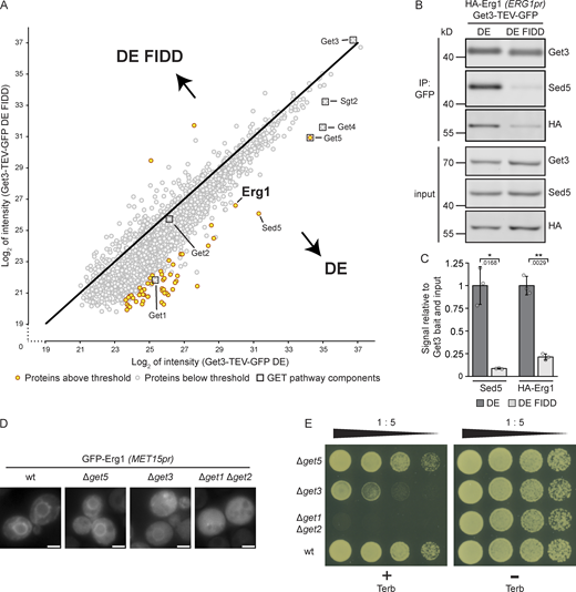 Erg1 is a client of the GET pathway. (A) Get3 D57E-TEV-GFP (DE) and Get3 D57E F190D I193D-TEV-GFP (DE FIDD) immunoprecipitates were analyzed by mass spectrometry. Immunoprecipitation was done in the absence of detergents. Axes represent the average log2 intensity of identified proteins in three biological replicates. Proteins with a more than eightfold enrichment and a statistical significance P < 0.05 (see Fig. S3 and Table S3) are marked in yellow and GET pathway components are indicated with boxes. The P values were calculated using the two-sided Welch’s t test. (B) Immunoprecipitation performed using lysates from cells expressing HA–Erg1 and Get3 DE–TEV–GFP or Get3 DE FIDD–TEV–GFP. Immunoblotting of input and eluate (IP: GFP) samples was performed using antibodies against the proteins or tag indicated to the right of the panel. Lines mark images from the same membrane. Images are representative of three biological replicates. (C) Quantification of B. The signal corresponding to the indicated protein was normalized to Get3 in the eluate and the same protein in the corresponding input. Bars represent the average of three biological replicates with individual data points shown as gray dots. Error bars indicate standard deviation of the mean. The P values calculated using the two-sided Welch’s t test are shown with numbers and represented as follows: * < 0.05; ** < 0.01. (D) Fluorescence microscopy images of cells lacking the indicated components of the GET pathway expressing N-terminally GFP-tagged Erg1 ectopically under the control of the MET15 promoter (MET15pr). Images are representative of three biological replicates with >200 cells imaged for each replicate. Scale bar: 2 µM. (E) Plate growth assay of strains lacking the indicated components of the GET pathway in the presence and absence of terbinafine. Strains were spotted out in a one-to-five dilution series on YPD plates with (+ Terb) or without (− Terb) 50 µg/ml terbinafine and grown at 30°C. The images are representative of three biological replicates. Source data are available for this figure: SourceData F2.