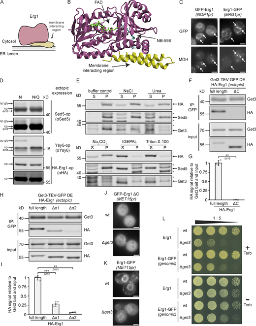Erg1 is a hairpin protein that can assume monotopic topology and associates with Get3 via its membrane-interacting region. (A) Schematic representation of the topology of Erg1. (B) Structure of the human ortholog of Erg1, SQLE in complex with flavin adenine dinucleotide (FAD) and the small molecule inhibitor NB-589 that blocks the catalytic site (PDB accession no. 6C6P). The enzymatic core is shown in purple, the membrane-interacting helices in yellow, and the N-terminal non-conserved region is missing. (C) Fluorescence microscopy images of strains expressing genomically C-terminally (Erg1–GFP) or N-terminally (GFP–Erg1) GFP-tagged Erg1. Cells were stained with the lipid droplet marker MDH. Images are representative of three biological replicates with >100 cells imaged for each replicate. Arrows indicate co-localization. Scale bar: 2 µM. (D) Immunoblot of cell lysates from a WT strain expressing the indicated constructs ectopically. The constructs contained either a standard glycosylatable opsin tag (N) or a non-glycosylatable form of it (N/Q). Antibodies used for detection are shown in brackets. Immunoblots of Sed5-op and HA–Erg1–op are shown with two different brightness settings. end: endogenously expressed protein; op: ectopically expressed non-glycosylated protein; op gly: ectopically expressed glycosylated protein. Images are representative of three biological replicates. (E) Immunoblot of microsomal protein from a strain expressing HA–Erg1 genomically. Isolated microsomes were incubated with storage buffer (buffer control), 0.5 M NaCl, 2.5 M urea, 0.1 M Na2CO3, 1% IGEPAL, or 1% Triton X-100 followed by ultracentrifugation. The immunoblot shows the proteins in the resulting supernatant (S) and pellet (P). Stars mark non-specific bands. The images are representative of three biological replicates. (F) Immunoblot of input and eluate of Get3 DE-TEV-GFP immunoprecipitates using antibodies against the proteins or tag indicated to the right of the panel. Lysates originated from ∆get3 cells ectopically expressing Get3 DE-TEV-GFP and either full-length, N-terminally HA-tagged Erg1 (full length) or a truncated version lacking the C-terminal membrane interacting region (ΔC). Lines mark images from the same membrane. Images are representative of three biological replicates. (G) Quantification of F. Signal corresponding to indicated proteins was normalized to Get3 in the eluate and the same protein in the corresponding input. Bars represent the average of three biological replicates with individual data points shown as gray dots. Error bars indicate standard deviation of the mean. The P values calculated using the two-sided Welch’s t test are shown with numbers and represented as follows: ** < 0.01. (H) Immunoblot of input and eluate of Get3 DE-TEV-GFP immunoprecipitates using antibodies against the proteins or tag indicated to the right of the panel. Lysates originated from Δget3 cells ectopically expressing Get3 DE-TEV-GFP and either full-length, N-terminally HA-tagged Erg1 (full length) or a truncated version lacking the first (Δα1) or the second (Δα2) predicted helix of the C-terminal hairpin. Lines mark images from the same membrane. Images are representative of three biological replicates. (I) Quantification of H. Signal corresponding to indicated proteins was normalized to Get3 in the eluate and the same protein in the corresponding input. Bars represent the average of three biological replicates with individual data points shown as gray dots. Error bars indicate standard deviation of the mean. The P values calculated using the two-sided Welch’s t test are shown with numbers and represented as follows: ** < 0.01; *** < 0.001. (J) Fluorescence microscopy images of WT and ∆get3 strains expressing N-terminally GFP-tagged Erg1 ΔC ectopically under control of the MET15 promoter (MET15pr). Images are representative of three biological replicates with >100 cells imaged for each replicate. Scale bar: 2 µM. (K) Fluorescence microscopy images of WT and ∆get3 strains expressing C-terminally GFP-tagged Erg1 ectopically under control of the MET15 promoter (MET15pr). Images are representative of three biological replicates with >100 cells imaged for each replicate. Scale bar: 2 µM. (L) Plate growth assay of WT and ∆get3 strains expressing either Erg1 or C-terminally GFP-tagged Erg1 (Erg1-GFP) from the endogenous ERG1 locus in the presence and absence of terbinafine. Strains were spotted out in a one-to-five dilution series on YPD plates with (+ Terb) or without (− Terb) 50 µg/ml terbinafine and grown at 30°C. The images are representative of three biological replicates. Source data are available for this figure: SourceData F3.