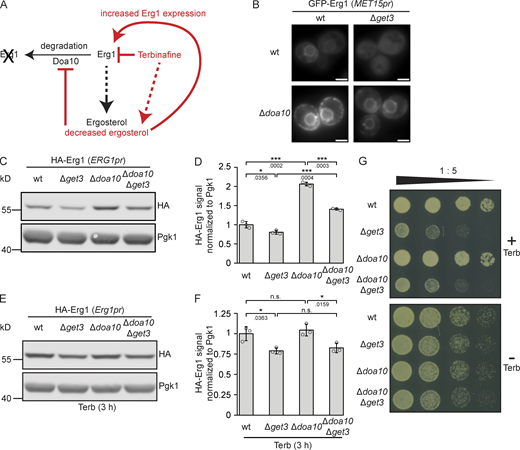 Doa10 and Get3 affect Erg1 levels independently. (A) Schematic representation of the effects of terbinafine and Doa10 on the stability and expression level of Erg1. (B) Fluorescence microscopy images of WT, ∆get3, ∆doa10, and Δdoa10∆get3 strains expressing N- or C-terminally GFP-tagged Erg1 ectopically from the MET15 promoter (MET15pr). Images are representative of three biological replicates with >200 cells imaged for each replicate. Scale bar: 2 µM. (C) Immunoblot of cell lysates from WT, ∆get3, ∆doa10, and ∆doa10∆get3 strains expressing genomically N-terminally HA-tagged Erg1. Pgk1 served as a loading control. Images are representative of three biological replicates. (D) Quantification of C. Bars represent the average of three biological replicates with individual data points shown as gray dots. Error bars indicate standard deviation of the mean. The P values calculated using the two-sided Welch’s t test are shown with numbers and represented as follows: * < 0.05; *** < 0.001. (E) Immunoblot of cell lysates from WT, ∆get3, ∆doa10, and ∆doa10∆get3 strains expressing genomically N-terminally HA-tagged Erg1 after treatment with terbinafine (Terb). Pgk1 served as a loading control. Images are representative of three biological replicates. (F) Quantification of (E). Bars represent the average of three biological replicates with individual data points shown as gray dots. Error bars indicate standard deviation of the mean. The P values calculated using the two-sided Welch’s t test are shown with numbers and represented as follows: * < 0.05. (G) Plate growth assay of WT, ∆get3, ∆doa10 and ∆doa10∆get3 strains spotted out in a one-to-five dilution series on YPD plates with (+) or without (−) terbinafine (Terb). The images are representative of three biological replicates. Source data are available for this figure: SourceData F5.