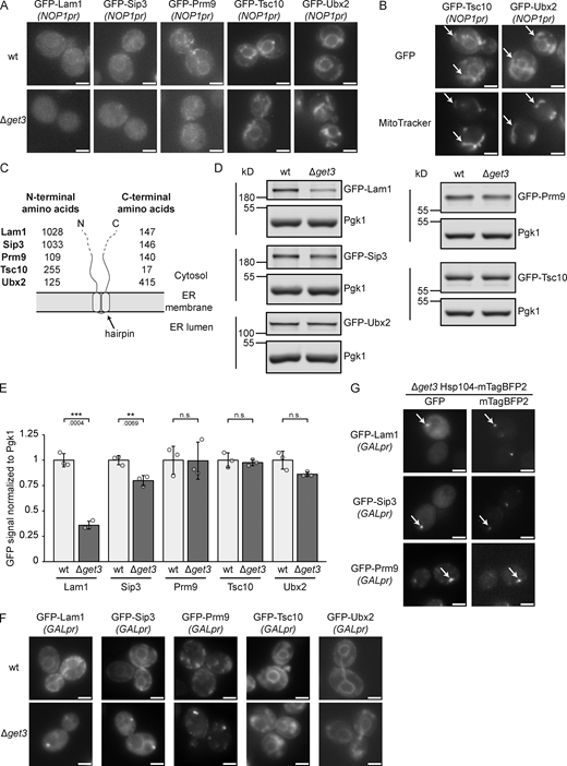 Several hairpin proteins behave as Get3 clients in yeast. (A) Fluorescence microscopy images of WT and ∆get3 strains expressing the indicated genomically N-terminally GFP-tagged proteins under the control of the NOP1 promoter (NOP1pr). Images are representative of three biological replicates with >100 cells imaged for each replicate. Scale bar: 2 µM. (B) Fluorescence microscopy images of ∆get3 strains expressing the indicated genomically N-terminally GFP-tagged proteins under the control of the NOP1 promoter (NOP1pr). Cells were stained with MitoTracker Orange (MitoTracker) to visualize mitochondria. Images are representative of three biological replicates with >100 cells imaged for each replicate. Arrows indicate co-localization. Scale bar: 2 µM. (C) Schematic representation of the topology of proteins visualized in A. The number of amino acid residues present N- or C-terminally of the predicted hairpins are indicated for each protein. (D) Immunoblot of cell lysates from WT and ∆get3 strains expressing the indicated genomically N-terminally GFP-tagged proteins under the control of the NOP1 promoter (NOP1pr). Pgk1 served as a loading control. Images are representative of three biological replicates. (E) Quantification of D. Bars represent the average of three biological replicates with individual data points shown as gray dots. Error bars indicate standard deviation of the mean. The P values calculated using the two-sided Welch’s t test are shown with numbers and represented as follows: ** < 0.01; *** < 0.001. (F) Fluorescence microscopy images of WT and ∆get3 strains expressing GAL1 promoter-driven N-terminally GFP-tagged Lam1, Sip3, Prm9, Tsc10 ectopically and Ubx2 genomically. Strains were grown in synthetic dropout media containing 2% raffinose and imaged 1 h after transition to media containing 2% galactose (Gal). Images are representative of three biological replicates with >200 cells imaged for each replicate. Scale bar: 2 µM. (G) Fluorescence microscopy images of ∆get3 strains expressing genomically C-terminally mTagBFP2-tagged Hsp104 and GAL1 promoter-driven N-terminally GFP-tagged Lam1, Sip3, Prm9 ectopically. Strains were grown in synthetic dropout media containing 2% raffinose and imaged 1 h after transition to media containing 2% galactose (Gal). Images are representative of three biological replicates with >200 cells imaged for each replicate. Arrows indicate co-localization. Scale bar: 2 µM. Source data are available for this figure: SourceData F7.