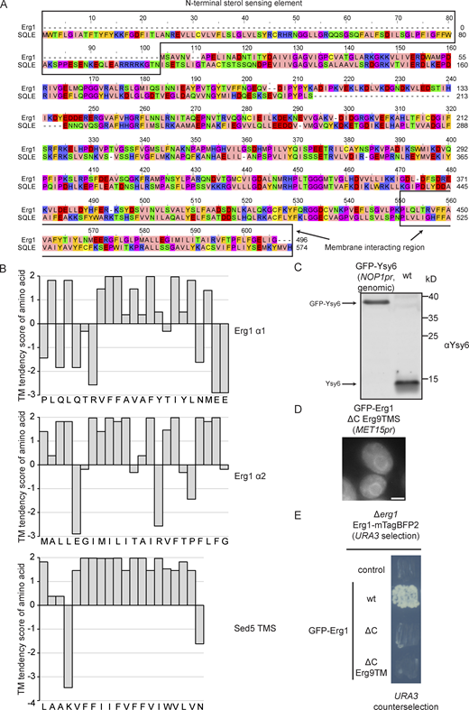Analysis of the properties of the hairpin of Erg1 and its role in the protein’s function. (A) Alignment of the amino acid sequence of yeast Erg1 and human SQLE. Amino acid position in each sequence is indicated at the end of each line. Amino acids are colored according to the “Zappo” scheme in Jalview, i.e., ILVAM is peach, FWY is orange, KRH is blue, DE is red, STNQ is green, PG is purple, C is yellow. Major structural elements referred to in the text are highlighted. (B) Hydrophobicity plot of the hairpin helices of Erg1 and the TMS of Sed5 using the TM tendency scores. (C) Immunoblot of WT cells or cells expressing N-terminally GFP-tagged Ysy6 from the endogenous locus under control of the NOP1 promoter detected with the Ysy6 antibody. Image is representative of one biological replicate. (D) Fluorescence microscopy image of a WT strain ectopically expressing an N-terminally GFP-tagged Erg1 construct, in which the C-terminal hairpin was substituted with the TMS of Erg9. The image is representative of three biological replicates with >100 cells imaged for each replicate. Scale bar: 2 µM. (E) 5-FOA based complementation assay with Erg1 constructs. A ∆erg1 strain carrying a URA3 marker-containing plasmid for expression of Erg1-mTagBFP2 was transformed with plasmids expressing N-terminally GFP-tagged full length Erg1 (WT), Erg1 lacking its C-terminal hairpin (ΔC) or Erg1 with its C-terminal hairpin substituted with the TMS of Erg9. Individual colonies were streaked out onto a synthetic dropout plate containing 5-FOA to drive counterselection of the Erg1-mTagBFP2 plasmid. The image is representative of six colonies streaked out for each plasmid. Source data are available for this figure: SourceData FS4.