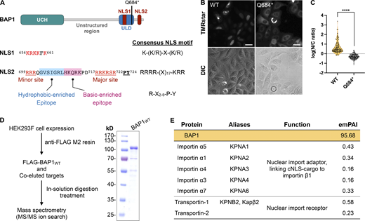 Identification of motifs and cellular factors governing the nuclear import of BAP1. (A) Domain structure and nuclear localization sequences of BAP1. BAP1 has two putative classic NLSs within the CTD of BAP1. NLS2 harbors a bipartite NLS and a PY-NLS. Two types of the N-terminal epitope of the PY-NLS motif, including hydrophobic and basic-enriched epitopes, are colored in light blue and light pink, respectively. (B) Live-cell imaging of BAP1 subcellular localization in HeLa cells expressing BAP1 wild-type (WT) and BAP1Q684* (Q684*). SNAP-tagged BAP1 variants were probed by TMRstar. DIC, differential interference contrast imaging. Scale bars = 25 μm. (C) Nuclear-to-cytoplasmic ratio for the C-terminal deletion BAP1Q684* compared with BAP1WT. P value was calculated by unpaired, two-tailed t test; ****, P < 0.0001. Sample sizes (n) of SNAP-BAP1WT- and SNAP-BAP1Q684*–expressed cells: 119 and 118, respectively. (D) Workflow of BAP1-associated protein identification. Purified FLAG-BAP1WT from affinity purification was verified by SDS-PAGE and stained with Coomassie blue. (E) Identification of nuclear import factors associated with BAP1 in the AP-MS analysis. Source data are available for this figure: SourceData F1.
