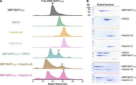 Physical interactions between BAP1 and TNPO1, importin α5, and importin α1. (A) SECs of free MBP-BAP1CTD (gray, black closed triangle), TNPO1 (green), importin α5 (orange), importin α1 (light pink), and MBP-BAP1CTD preincubated with TNPO1 (cyan), importin α5 (brown), and importin α1 (dark pink) in descending order. Free MBP-BAP1CTD was mixed with excess TNPO1, importin α5, and importin α1, resulting in the elution peak of binary complex at earlier elution volume and a lagging one that corresponds to the free nuclear import factor (open triangle). (B) SDS-PAGE analyses of the compositions of the elution peaks. The gels were stained with Coomassie blue. Source data are available for this figure: SourceData F2.