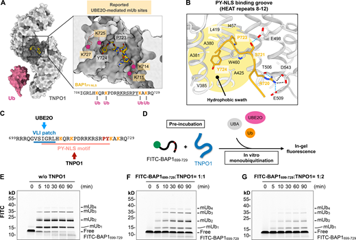 TNPO1 sterically antagonizes UBE2O-mediated mUb of BAP1. (A) Crystal structure of TNPO1 in complex with BAP1PY-NLS. Due to the intrinsic flexibility, only residues 718–724 were resolved, shown in sticks (highlighted by underlining). The position of four lysine residues reported to be monoubiquitinated by UBE2O are tentatively indicated by pink spheres linked by a dashed line. Ub, ubiquitin. (B) Zoomed-in view of the PY-NLS binding groove of TNPO1 revealing the interaction between TNPO1 and BAP1PY-NLS. The highlighted region colored in yellow represents the hydrophobic swatch in the HEAT repeats 8–12 of TNPO1, which accommodates the proline-tyrosine residues (723PY724) of BAP1PY-NLS. The dashed lines indicate salt bridge (black) and hydrogen bond (light blue). (C) Overlapping binding motifs of UBE2O and TNPO1 within the NLS region of BAP1 (residues 699–729). Reported mUb sites are in orange. (D) Schematic representation of TNPO1 competition assay design. (E–G) In vitro mUb assays of FITC-labeled BAP1699–729 peptide in the absence (E) and presence of one equivalent (F) and two equivalents (G) of TNPO1. Detection of mUb was visualized by in-gel fluorescence. Source data are available for this figure: SourceData F6.