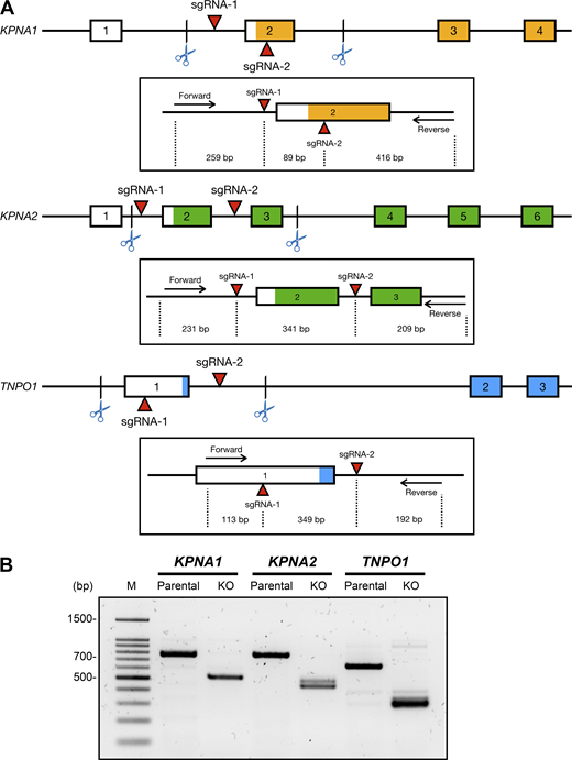 KO of TNPO1, importin α5, and importin α1 gene in HEK293 cells. (A) Schematic illustration of CRISPR/Cas9-mediated genome editing of KPNA1 (importin α5), KPNA2 (importin α1), and TNPO1 genes by introducing the double-cut KO strategy. The sgRNA target positions of each gene are indicated by red arrows. The insets indicate the expected sizes of PCR fragments generated by specific forward/reverse primers. (B) Detection of CRISPR-Cas9–dependent KPNA1, KPNA2, and TNPO1 deletions, in comparison with the parental, was confirmed by PCR-based genotyping. Source data are available for this figure: SourceData FS1.