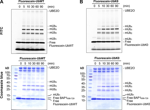 Establishment of UBE2O-dependent in vitro monoubiquitination using the unlabeled NLS peptide of BAP1 and different fluorescein-labeled ubiquitins. (A and B) In vitro monoubiquitination of BAP1699–729 peptide treated with fluorescein-labeled WT ubiquitin (fluorescein-UbWT; A) or ubiquitin variant (fluorescein-UbK0, all lysine residues to alanine residues; B) detected by in-gel fluorescence with FITC channel and SDS-PAGE analyses with Coomassie blue staining. Source data are available for this figure: SourceData FS4.