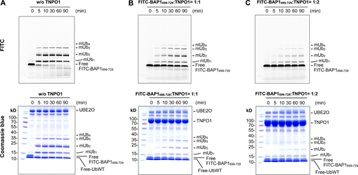 In vitro monoubiquitination of FITC-labeled BAP1699–729in the absence of TNPO1 and the presence of TNPO1 with different molar ratios. (A–C) Uncropped gel images corresponding to Fig. 6, D–F, with the detection contents of all protein materials used in the reaction by Coomassie blue staining. Source data are available for this figure: SourceData FS5. Refer to the image caption for details.