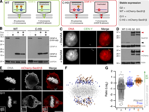 Ensheathed chromosomes in DLD-1 cells after targeted missegregation of Y-chromosome. (A) Schematic diagram after Ly et al. (2017), showing how reexpression of a CENP-A mutant (C-H3) in DLD-1 cells where CENP-A is degraded causes selective misalignment of the Y-chromosome. WT and C-H3 lines were further modified to express mCherry-Sec61β. (B) Western blot of lysates from WT or C-H3 DLD-1 cells treated with doxycycline (Dox) and/or indole-3-acetic acid (IAA) as indicated. Upper blot shows anti-CENP-A detection of endogenous CENP-A fused to EYFP-AID tag (66 kD) and expression of untagged CENP-A (either WT or C-H3). Lower blot shows GAPDH loading control. (C) Typical FISH images locating the Y-chromosome in the main nucleus in control cells and in a micronucleus in cells expressing C-H3 CENP-A. Scale bar, 10 µm. (D) Western blot of lysates from stable cell lines expressing mCherry-Sec61β derived from WT (G2) or C-H3 (G11). Detection of Sec61β or mCherry is shown as indicated with actin loading controls. Migration of Sec61β and mCherry-Sec61β is indicated by black and red arrowheads, respectively. Note that the expression of mCherry-Sec61β downregulates endogenous Sec61β. (E) Deconvolved wide-field microscopy images showing an ensheathed chromosome in G11 cells but not in G2 cells treated with Dox/IAA. Scale bars, 10 µm; 2 µm (insets). (F) Spatially averaged view of all kinetochores in the G11 DLD-1 Dox/IAA dataset (see Materials and methods). Small gray points represent kinetochores at the metaphase plate. Colored points represent misaligned chromosomes that were ensheathed (orange) and those that were not (blue). Spindle poles are shown in black. (G) Box plot to show the relative position of each kinetochore relative to the exclusion zone boundary. Ratio of kinetochores within the exclusion zone are <0 and those within the ER are >0 on a log2 scale. Dots represent kinetochore ratios from 50 DLD-1 cells at metaphase. Boxes show IQR, bar represents the median, and whiskers show 9th and 91st percentiles. Source data are available for this figure: SourceData FS1. Refer to the image caption for details.