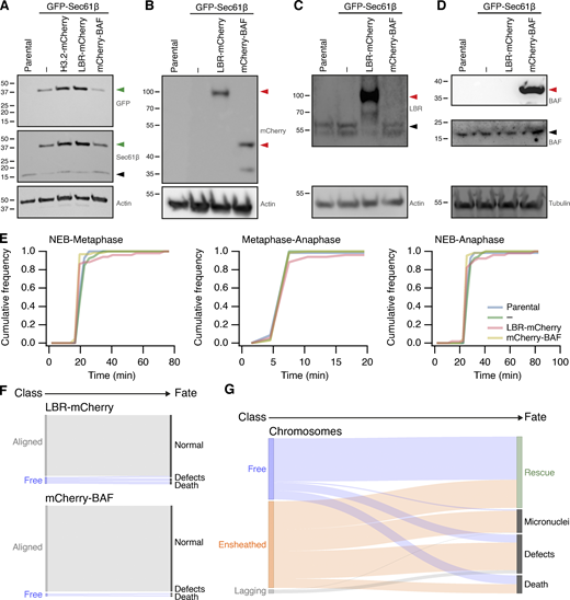 Stable transgene expression in RPE1 cells and fate of misaligned chromosomes in RPE1 cells stably expressing GFP-Sec61β. (A–D) Western blots to examine expression of proteins in parental RPE1 cells or clonal cells stably expressing GFP-Sec61β alone or with Histone3.2-mCherry, LBR-mCherry, or mCherry-BAF, as indicated. Membranes were probed for GFP, Sec61β, mCherry, LBR, BAF. Actin or tubulin is shown as a loading control. Green or red arrowheads indicate the expected position of GFP- or mCherry-tagged protein; black arrowheads indicate the untagged protein. (E) Mitotic timing of RPE1 cells stably expressing transgenes. Cumulative frequencies for NEB to metaphase, metaphase to anaphase, and NEB to anaphase are shown. Parental, n = 69; GFP-Sec61β alone, n = 52; GFP-Sec61β and LBR-mCherry, n = 66; GFP-Sec61β and mCherry-BAF, n = 51. (F) Sankey diagram to show the fate (right) of RPE1 cells in each of the three metaphase classes (left). Fates include normal division, micronuclei formation, death, and other defects (lagging chromosome, cytokinesis failure). Note that the fate of cells (and not chromosomes) is tracked. LBR-mCherry/GFP-Sec61β, n = 51; mCherry-BAF/GFP-Sec61β, n = 67; pooled from three experiments. (G) Sankey diagram to show the fate (right) of chromosomes in each of the three metaphase classes (left) after GSK923295 pretreatment. Fates include rescue, micronuclei formation, death, and other defects (lagging chromosome, cytokinesis failure). Number of chromosomes: free, 146; ensheathed, 207; lagging, 9. The same dataset was analyzed for the outcome of cells (classified by the final misaligned chromosome) in Fig. 4. Note that ensheathed chromosomes at metaphase that were rescued all became “free” chromosomes before rescue. Source data are available for this figure: SourceData FS5.