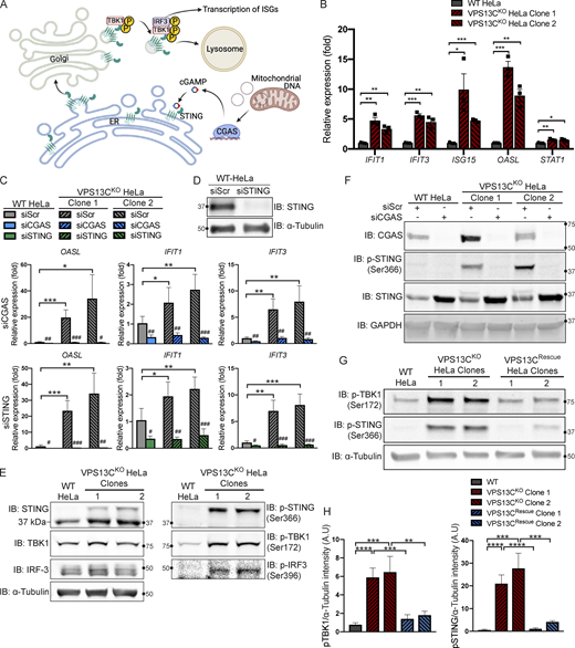 Loss of VPS13C results in activation of the cGAS-STING pathway. (A) Cartoon schematic of cGAS-STING signaling pathway and STING trafficking through the Golgi to lysosomes for degradation. (B) qPCR of five ISG transcripts (IFIT1, IFIT3, ISG15, OASL, and STAT1) shows increased expression in VPS13CKO HeLa cells. n = 3 biological replicates. Created with BioRender.com. (C) qPCR of three ISG transcripts after treatment with siRNA against cGAS (top row) or STING (bottom row). n = 4 biological replicates. (D) IB showing efficiency of STING depletion after treatment with anti-STING siRNA. (E) IB showing increased levels of phosphorylated STING, TBK1, and IRF3, indicating activation of the cGAS-STING pathway. Note that the upper band in lanes 2 and 3 of the anti-STING blot corresponds to p-STING (lanes 2 and 3 of the p-STING blot). (F) Treatment of siRNA against cGAS significantly depletes cGAS and also returns p-STING to WT levels in the VPS13CKO clones. cGAS knockdown also causes an increase in total STING levels in both WT and VPS13CKO cells. (G and H) P-TBK1 and p-STING are returned toward WT levels in VPS13CRescue clones (G), quantified in H. n = 3 biological replicates. *, P < 0.05; **, P < 0.01; ***, P < 0.001; ****, P < 0.0001. #, P < 0.05; ##, P < 0.01; ###, P < 0.001 in siCGAS or siSTING compared with siScr-treated cells. Data were compared using two-sided t tests. Error bars represent ±SD. Source data associated with this figure can be found at https://doi.org/10.5281/zenodo.6416363. Source data are available for this figure: SourceData F3.