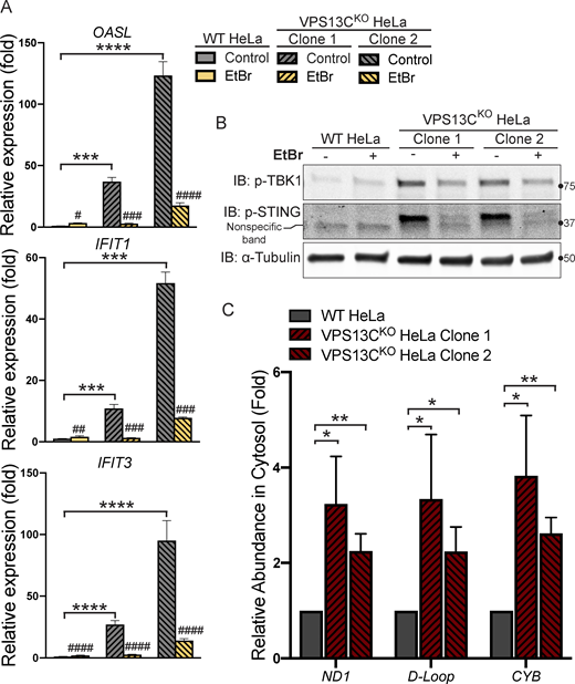 Activation of the cGAS-STING pathway in VPS13CKOcells is dependent on increased cytosolic mtDNA. (A) qPCR of three ISG transcripts shows that depletion of mtDNA with EtBr reduces ISG levels in VPS13CKO cells to or near WT levels. n = 3 biological replicates. (B) p-TBK1 and p-STING are reduced in EtBr-treated VPS13CKO cells. (C) Levels of three mtDNA amplicons (ND1, D-Loop, and CYB) are elevated in the cytosolic fraction of VPS13CKO cells detected by qPCR and normalized to nuclear gene hB2M. n = 3 biological replicates. *, P < 0.05; **, P < 0.01; ***, P < 0.001; ****, P < 0.0001. #, P < 0.05; ##, P < 0.01; ###, P < 0.001; #### < 0.0001 in EtBr compared with untreated cells. Data were compared using two-sided t tests. Error bars represent ±SD. Source data associated with this figure can be found at https://doi.org/10.5281/zenodo.6416363. Source data are available for this figure: SourceData F4.