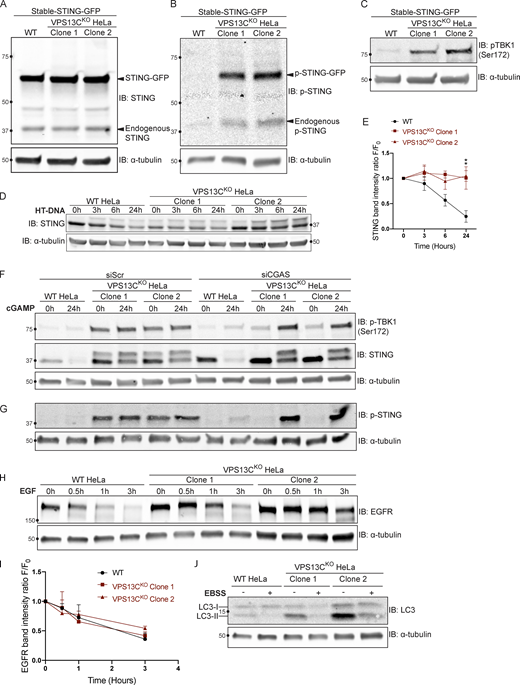 Supplemental data for Figs. 5 and 6 with EFGR and LC3 degradation. (A) IB showing similar levels of stable STING-GFP expression in WT and VPS13CKO cells. (B) IB showing increased levels of p-STING in VPS13CKO cells (both endogenous and STING-GFP). (C) IB showing increased levels of p-TBK1 in VPS13CKO cells. (D) Time course of WT and VPS13CKO cells treated with HT-DNA (500 ng/ml) for 0, 3, 6, and 24 h. (E) As with cGAMP treatment, STING is not significantly degraded in VPS13CKO cells, quantified in E. n = 2 biological replicates. (F) Intact blot from which the data from Fig. 6, E and G, were extracted. (G) IB of the same samples as in F with anti p-STING antibody. (H) IB of EGFR in WT and VPS13CKO cells treated with 100 ng/ml EGF for 0.5, 1, and 3 h. (I) Quantification from A of band intensity at various timepoints (F) normalized to EGFR intensity at 0 h (F0), showing no defect in EGFR degradation kinetics. n = 3 biological replicates. (J) IB of LC3 in WT and VPS13CKO cells after 6-h starvation in Earle’s balanced salt solution (EBSS). Note that the ratio of lipidated LC3-II to LC3-I is elevated under basal conditions in VPS13CKO cells, possibly downstream of STING activation, as previously reported (Fischer et al., 2020; Gui et al., 2019). **, P < 0.01. Time course data were compared using two-way ANOVA followed by FDR multiple comparisons testing. All other data were compared using two-sided t tests. Error bars represent ±SD. Source data associated with this figure can be found at https://doi.org/10.5281/zenodo.6416363. Source data are available for this figure: SourceData FS4.