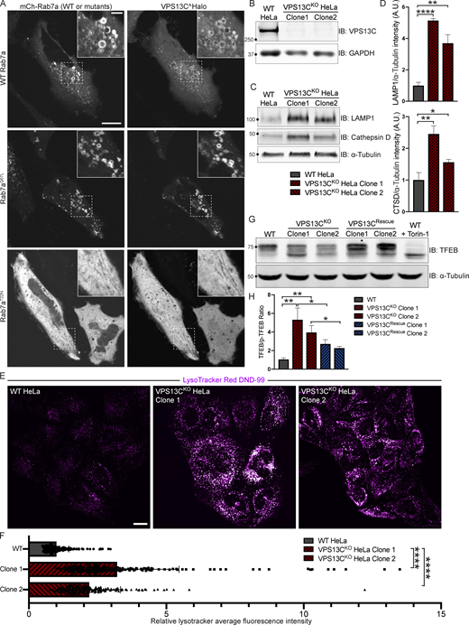 VPS13C is a Rab7-binding protein implicated in maintaining lysosomal homeostasis. (A) Live HeLa cells expressing full-length VPS13C^Halo with WT mCherry-Rab7a (top row), constitutively active mCherry-Rab7aQ67L (middle row), or mCherry-Rab7aT22N (bottom row). (B) IB of VPS13C in WT HeLa cells and two individual clonal cell lines after CRISPR-Cas9–mediated KO of VPS13C. (C and D) IB of Lamp1 and Cathepsin D in WT and VPS13CKO cells (C), quantified in D. α-Tubulin was used as a loading control. n = 3 biological replicates. (E and F) Live WT and VPS13CKO HeLa cells stained with LysoTracker Red DND-99 (50 nM; E), quantified in F; n = 3 biological replicates, >182 cells per cell line. (G) IB of TFEB in WT, VPS13CKO, and VPS13CRescue HeLa cells. As a positive control, WT cells were treated with 1 μM Torin-1 for 1 h. α-Tubulin was used as a loading control. Images from the same blot as Fig. S1 E. (H) Quantification of the ratio of unphosphorylated (lower band) to phosphorylated (upper band) TFEB from G. n = 3 biological replicates. Scale bars, 20 μm. Inset scale bars, 5 μm. *, P < 0.05; **, P < 0.01; ****, P < 0.0001. Data were compared using two-sided t tests. Error bars represent ±SD. Source data associated with this figure can be found at https://doi.org/10.5281/zenodo.6416363. Source data are available for this figure: SourceData F1.