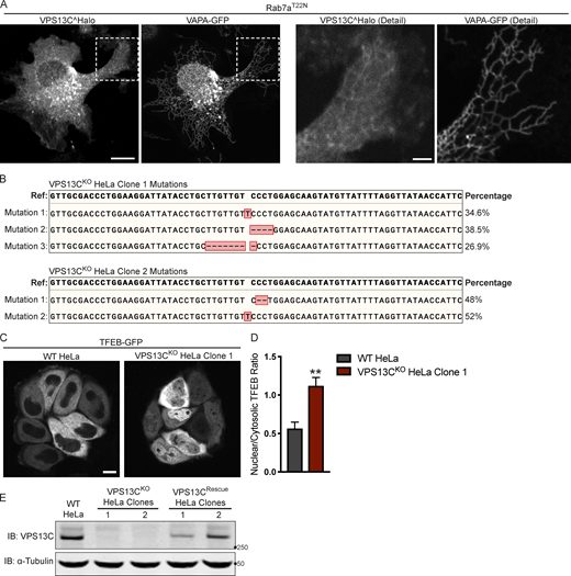 Mutations in the VPS13C locus in VPS13CKOclones 1 and 2. (A) Live HeLa cells expressing full-length VPS13C^Halo with VAPA-GFP and mCherry-Rab7aT22N (not depicted). Enlarged images of boxed areas shown to the right. (B) Percentage abundance of each mutated allele of 48 bacterial colonies sequenced. The HeLa cell genome is known to be aneuploid. (C) Live WT and VPS13CKO (clone 1) HeLa cells expressing TFEB-GFP. (D) Quantification of nuclear to cytosolic GFP intensity from C, n = 175 cells across three biological replicates. (E) IB showing lack of VPS13C band in VPS13CKO cells and return of band in repaired VPS13CRescue clones. Images from the same blot as Fig. 1 G. Scale bars, 20 μm. Inset scale bars, 5 μm. **, P < 0.01. Data were compared using a two-sided t test. Error bars represent ±SD. Source data associated with this figure can be found at https://doi.org/10.5281/zenodo.6416363. Source data are available for this figure: SourceData FS1.