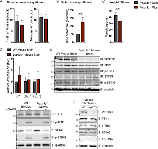 Vps13c−/−mice do not display motor deficits or STING activation. (A) First run time (in seconds) and total number of completed runs in 60 s in the balance beam assay for Vps13c−/− and Vps13c−/+ mice at 6 mo old. n = 5. (B) Average time until fall over four runs in the Rotarod assay for Vps13c−/− and Vps13c−/+ mice at 18 mo old. n = 4. (C) Average weight of the mice used for the Rotarod assay in B. (D) qPCR of three ISG transcripts (Irf7, Zbp1, and Usp18) shows no significant difference between Vps13c−/− and WT brain lysates from 1-yr-old mice. n = 5 biological replicates. (E) IB showing no significant difference in levels of phosphorylated STING and TBK1 between Vps13c−/− and WT mouse brain lysates from 1-yr-old animals. n = 3 biological replicates. (F) IB showing no significant difference in levels of phosphorylated STING, TBK1, and IRF3 between Vps13cKO and WT BMDMs under basal conditions and after treatment with 10 μM cGAMP for 24 h. n = 3 biological replicates. (G) IB showing no significant difference in levels of phosphorylated STING, TBK1, and IRF3 between Vps13c−/− and WT fibroblasts. **, P < 0.01. Data was compared using a two-sided t test. Error bars represent ±SD. Source data associated with this figure can be found at https://doi.org/10.5281/zenodo.6416363. Source data are available for this figure: SourceData FS5.