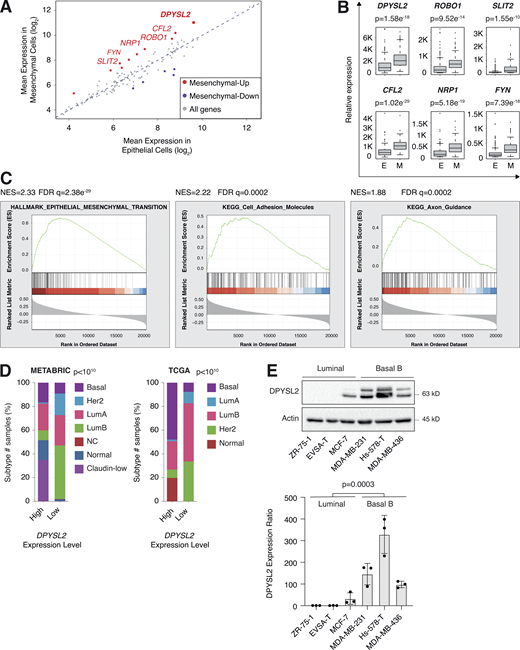 DPYSL2 expression is elevated in mesenchymal-like cells. (A) Several axon guidance genes demonstrated elevated expression in mesenchymal cells. Cancer cell lines were divided into epithelial (n = 378 cell lines) and mesenchymal (n = 150 cell lines) groups based on the expression of known mesenchymal markers. The mean expression of the 126 axon guidance genes was compared between groups. Mesenchymal-up, genes (red) upregulated in the mesenchymal cell lines (cutoff ratio log2 > 1); mesenchymal-down, genes (purple) downregulated in the mesenchymal cell lines (cutoff ratio log2 < −1). (B) Expression levels of selected mesenchymal-up axon guidance genes in mesenchymal cell lines. Box plots represent the actual expression levels of the indicated genes in each group (as determined in A). The P value was determined by Student’s t test. E, epithelial cell lines; M, mesenchymal cell lines. (C)DPYSL2 expression in breast cancer patients correlates with the hallmark of EMT, cell adhesion molecules, and axon guidance. Breast cancer patients’ gene expression data were generated by the TCGA (PanCancer Atlas project) and analyzed using the cBioportal webtool (https://www.cbioportal.org). In these samples, the expression of DPYSL2 was compared to the whole transcriptome (∼20,000 genes). The genes were then ranked based on the obtained Spearman correlation coefficient and subjected to GSEA. The GSEA software computed the normalized enrichment score (NES) and FDR values. (D)DPYSL2 expression is elevated in the aggressive breast cancer subtypes. Breast cancer samples were divided into two groups based on high and low DPYSL2 expression (1 SD above or below the mean). For each group, the percentage of breast cancer subtypes is color coded. The breast cancer data were obtained from the METABRIC (left) or the TCGA (PanCancer Atlas project; right) databases, and the P values were calculated by the cBioportal. Lum, luminal. (E) The DPYSL2 protein level is upregulated in mesenchymal breast cancer cell lines. Top: Cells were lysed and subjected to immunoblotting using the indicated antibodies. Bottom: Quantification of DPYSL2 expression ratio relative to ZR-75-1. Each bar represents the value ± SD for n = 3. The P value was determined by Student’s t test. Source data are available for this figure: SourceData F1.