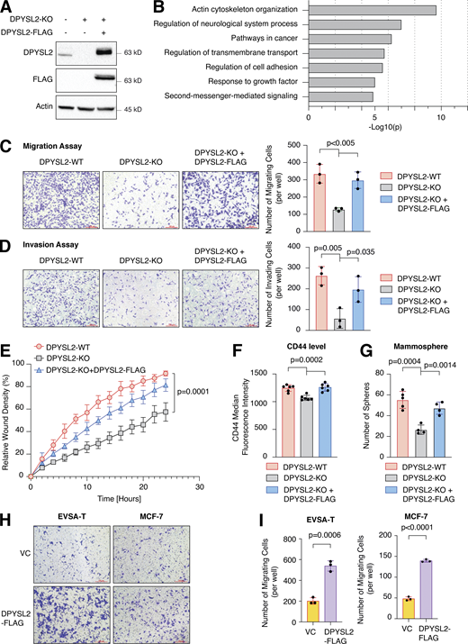 DPYSL2 is a potent regulator of breast cancer aggressiveness. (A) Immunoblots representing DPYSL2-KO in MDA-MB-231. DPYSL2 KO was generated using the CRISPR-Cas9 system, followed by separating the cells into single clones. FLAG-tagged DPYSL2 (DPYSL2-FLAG) was reintroduced into DPYSL2-KO cells. Cells were lysed and subjected to immunoblotting using the indicated antibodies. (B) DPYSL2 loss affects the expression of actin organization and cellular signaling genes. Both WT and DPYSL2-KO cells were subjected to a comparative CEL-seq analysis, and the expression level of each gene was analyzed in the two samples. The set of genes that demonstrated a significant reduction upon DPYSL2 loss was further subjected to Metascape analysis. Topic-related pathways and their P values are presented. The P values were computed by the website. (C) DPYSL2 loss inhibits the migration of breast cancer cells. The migratory capability of the different samples was determined in a Transwell assay. Left: Representative images of each sample. Scale bar, 100 µm. Right: Quantification of data is reported as the number of migrating cells per 20,000 seeded cells; each bar represents the mean ± SD for n = 3. The P value was determined by Student’s t test. (D) DPYSL2 overexpression rescues the DPYSL2-KO effect on cell invasiveness. MDA-MB-231 cells were infected and treated as in C, and the number of the Matrigel-invading cells was measured. Left: Representative images of each sample. Scale bar, 100 µm. Right: Quantification of data is reported as the number of invading cells per 20,000 seeded cells; each bar represents the mean ± SD for n = 3. The P value was determined by Student’s t test. (E) Real-time quantification of relative wound density for the indicated WT, DPYSL2-KO, and DPYSL2-KO + DPYSL2-FLAG cells. The cells were monitored for the indicated time. Each bar represents the mean ± SD for n = 8. The P value was determined by Student’s t test. (F) Loss of DPYSL2 reduces CD44 extracellular expression. The different indicated samples were subjected to FACS analysis to measure the expression level of the cell-surface marker, CD44. The plot represents CD44 median fluorescence intensity values. Each bar represents the mean ± SD for n = 6. The P value was determined by Student’s t test. (G) DPYSL2 overexpression rescues mammosphere-forming ability in DPYSL2-KO cells. A quantification of in vitro mammosphere formation by cells from the different samples was performed. The data were reported as the number of mammospheres formed per 800 seeded cells; each bar represents the mean ± SD for n = 4. The P value was determined by Student’s t test. (H) DPYSL2 overexpression promotes cell migration in the epithelial cell lines, EVSA-T and MCF-7. The migratory capability of the corresponding samples was determined in a Transwell assay. The cells were seeded (50,000 for EVSA-T and 30,000 for MCF-7), then fixed and stained after 24 h of incubation. VC, vector control. Scale bar, 100 µm. (I) Quantification of the images reported in H; each bar represents the mean ± SD for n = 3. The P value was determined by Student’s t test. Right: Representative images of each sample. VC, vector control. Source data are available for this figure: SourceData F2.
