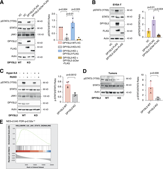 DPYSL2 regulates STAT3 signaling. (A) STAT3 phosphorylation correlates with DPYSL2 expression. Immunoblots representing WT MDA-MB-231 expressing VC, DPYSL2-KO, and overexpression of the full-length variant (DPYSL2-FLAG) or the C-terminal truncated (DPYSL2-ΔCter-FLAG) in the KO background. Left: Cells were lysed and subjected to immunoblotting using the indicated antibodies. Right: Quantification of phospho-STAT3 immunoblots normalized to total STAT3 levels; each bar represents the mean ± SD for n = 3. The P value was determined by Student’s t test. VC, vector control. (B) Overexpressing the full-length DPYSL2 (DPYSL2-FLAG), and not the C-terminal truncated variant (DPYSL2-ΔCter-FLAG), in EVSA-T cells induces the activation of STAT3. Left: Cells were lysed and subjected to immunoblotting using the indicated antibodies. Right: Quantification of phospho-STAT3 immunoblots normalized to total STAT3 levels; each bar represents the mean ± SD for n = 3. The P value was determined by Student’s t test. (C) Loss of DPYSL2 expression results in STAT3 signaling inhibition. DPYSL2-WT and DPYSL2-KO cells were starved with 0% FBS medium for 16 h and treated with 15 µl of vehicle control or medium from HEK-293 cells generating Hyper IL-6 for 1 h. For the inhibitor samples, 30 min before Hyper IL-6 treatment, cells were incubated with 30 µM ruxolitinib (JAK1/2 inhibitor). Left: Cells were subjected to immunoblot using the indicated antibodies. Right: Quantification of phospho-STAT3 immunoblots normalized to total STAT3 levels; each bar represents the mean ± SD for n = 4. The P value was determined by Student’s t test. (D) Tumors generated from DPYSL2-KO cells demonstrated a reduction in STAT3 phosphorylation. Left: Three representative tumors originating from WT or DPYSL2-KO cells were lysed and subjected to immunoblotting using the indicated antibodies. Right: Quantification of phospho-STAT3 immunoblots normalized to total STAT3 levels; each bar represents the mean ± SD for n = 3. The P value was determined by Student’s t test. (E) DPYSL2 expression in breast cancer patients correlates with the hallmark of IL6/JAK/STAT3 signaling. Breast cancer patients’ gene expression data were generated by the TCGA (PanCancer Atlas project) and analyzed using the cBioportal webtool (https://www.cbioportal.org). In these samples, the expression of DPYSL2 was compared to the whole transcriptome (∼20,000 genes). The genes were then ranked based on the obtained Spearman’s correlation coefficient and subjected to GSEA analysis. GSEA computed the normalized enrichment score (NES) and FDR values. Source data are available for this figure: SourceData F5.