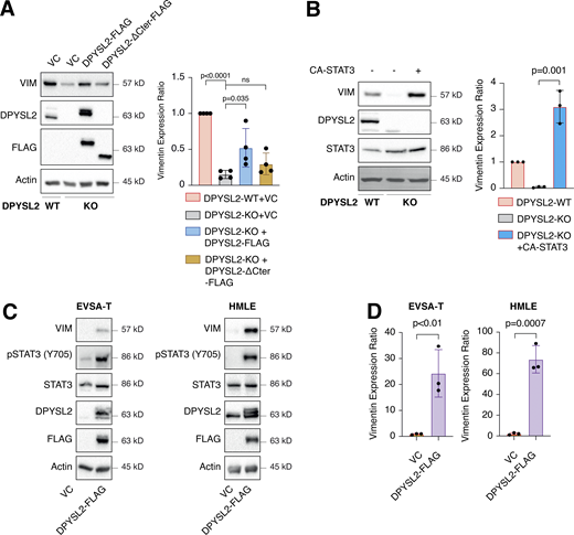 DPYSL2 regulates vimentin expression. (A) Vimentin expression correlates with DPYSL2. Immunoblots representing WT MDA-MB-231 expressing VC, DPYSL2-KO, and overexpression of the full-length variant (DPYSL2-FLAG) or the C-terminal truncated (DPYSL2-ΔCter-FLAG) in the KO background. Left: Cells were lysed and subjected to immunoblotting using the indicated antibodies. Right: Quantification of vimentin immunoblots relative to WT cells; each bar represents the mean ± SD for n = 4. The P value was determined by Mann–Whitney U test. VC, vector control. (B) Constitutively activated STAT3 induces vimentin expression. Immunoblots representing DPYSL2-KO in MDA-MB-231 and overexpression of the constitutive activates STAT3 (CA-STAT3) in the KO background. Left: Cells were lysed and subjected to immunoblotting using the indicated antibodies. Right: Quantification of vimentin immunoblots relative to WT cells; each bar represents the mean ± SD for n = 3. The P value was determined by Student’s t test. (C) DPYSL2 overexpression in epithelial cell lines induces vimentin expression. Cells expressing vector control (VC) and DPYSL2-FLAG were lysed and subjected to immunoblotting using the indicated antibodies. (D) Quantification of vimentin immunoblots relative to VC cells; each bar represents the mean ± SD for n = 3. The P value was determined by Student’s t test. Source data are available for this figure: SourceData F6. Refer to the image caption for details.