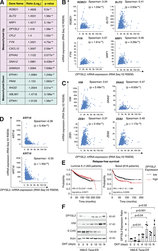 DPYSL2 expression is elevated in mesenchymal-like cells. (A) A table representing the expression ratio and the P values of the selected axon guidance genes between epithelial and mesenchymal cell lines. The ratio was determined by comparing the mean expression of the selected genes (log2) in mesenchymal cells to their expression in epithelial cells. Mesenchymal up, genes upregulated in the mesenchymal cell lines (cutoff ratio of log2 > 1); mesenchymal down, genes downregulated in the mesenchymal cell lines (cutoff ratio of log2 < −1). The P values were determined by Student’s t test. All data were obtained from the MERAV web-based tool. (B) DPYSL2 expression correlates with axon guidance genes in breast cancer. Patients’ gene expression data were generated by the TCGA project (study name: Breast Invasive Carcinoma, TCGA, Cell 2015) and analyzed using the cBioportal webtool (https://www.cbioportal.org). DPYSL2 expression positively and significantly correlated with axon guidance genes (ROBO1, SLIT2, FYN, and NRP1). The Pearson’s and Spearman’s correlation coefficients and P value were calculated by the analysis tool. (C) DPYSL2 expression positively and significantly correlated with known mesenchymal markers (VIM, SNAI2, ZEB1, and ZEB2). The data sets and the analyses were conducted as in B. (D) DPYSL2 expression negatively and significantly correlated with known epithelial markers (KRT18 and KRT19). The data sets and the analyses were conducted as in B. (E)DPYSL2 expression is associated with poor relapse-free survival in basal cancers. Kaplan–Meier survival plots for patients with breast cancer were divided into high DPYSL2 expression (red) and low (black). The numbers in parentheses indicate the total number of patients. These plots were generated by the Kaplan–Meier plotter website. The DPYSL2 (200762_at Affymetrix ID symbol) was used for all the analyses. The P value (p) and HR were determined by the analysis tool. (F) DPYSL2 expression is upregulated during the EMT program. HMLE-Twist-ER cells were treated with OHT to induce EMT for a total of 15 d. Left: Every 3 d, cells were collected, lysed, and subjected to immunoblotting using the indicated antibodies. Right: Quantification of the DPYSL2 immunoblots relative to day 0. Each bar represents the value ± SD for n = 3. The P values were determined by Student’s t test. N- (NAMEC), an HMLE-derived cell line that spontaneously acquired the mesenchymal state. Source data are available for this figure: SourceData FS1. Refer to the image caption for details.
