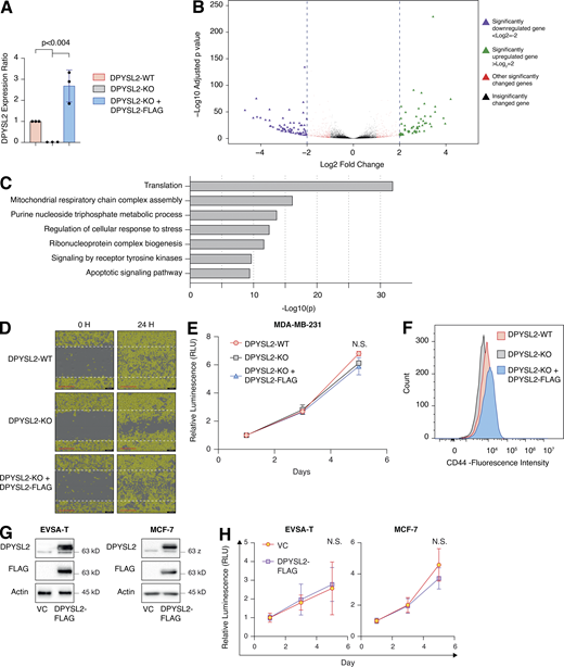 DPYSL2 loss inhibits cell migration in breast cancer cell lines. (A) Quantification of DPYSL2 expression levels from the immunoblots shown in Fig. 2 A. DPYSL2 levels in each sample were quantified relative to the DPYSL2-WT samples. Each bar represents the value ± SD for n = 3. The P value was determined by Student’s t test. (B) The transcriptomic effect of DPYSL2-loss on MDA-MB-231 is segregated into four different groups. WT and DPYSL2-KO cells were subjected to CEL-seq analysis. The expression ratio and the corresponding P value for each gene are presented as triangles in a volcano plot. Different colors represent the different groups. Purple, a gene exhibiting log2 ≤ −2; green, a gene exhibiting log2 ≥ 2; red, other significantly changed genes; black, insignificantly changed genes. (C) DPYSL2 loss affects the expression of translation-related genes and other metabolic genes. Both WT and DPYSL2-KO cells were subjected to a comparative CEL-seq analysis, and the expression level of each gene was analyzed in the two samples. The set of genes that demonstrated a significant elevation upon DPYSL2 loss was further subjected to Metascape analysis. Selected pathways and their P values are presented. The P values were computed by the website. (D) Representive pictures of the scratch assay. Images representing scratch confluencey during 0 and 24 h for WT, DPYSL2-KO, and DPYSL2-KO + DPYSL2-FLAG cells. Scale bar, 400 µm. (E) DPYSL2 KO does not affect proliferation. The proliferation rates of MDA-MB-231 WT, DPYSL2-KO, and DPYSL2-KO + DPYSL2-FLAG cells were measured using CellTiter Glo. Each value represents the mean ± SD for n = 6. N.S., no statistically significant differences between the samples. The P value was determined by Student’s t test. (F) Loss of DPYSL2 results in CD44 cell surface expression reduction. The different indicated samples were subjected to FACS analysis of the cell-surface markers CD44. The histogram represents CD44 fluorescence intensity values. n = 6. (G) Immunoblots representing DPYSL2 overexpression (DPYSL2-FLAG) in EVSA-T cells (left) and MCF-7 (right). Cells were lysed and subjected to immunoblotting using the indicated antibodies. VC, vector control. (H) DPYSL2 overexpression does not alter the proliferation rates of the epithelial cell lines (EVSA-T and MCF-7). The proliferation rates of VC and DPYSL2-FLAG cells were measured using CellTiter Glo. N.S., no statistically significant differences between the samples. The P value was determined by Student’s t test. Each value represents the mean ± SD for n = 6. Source data are available for this figure: SourceData FS2.