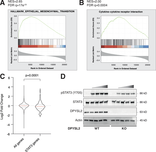 DPYSL2 interacts with JAK1 and regulates STAT3 signaling. (A) JAK1 expression in breast cancer patients correlates with the hallmark of epithelial–mesenchymal transition. Breast cancer patients’ gene expression data were generated by the TCGA (PanCancer Atlas project) and analyzed using the cBioportal webtool (https://www.cbioportal.org). In these samples, the expression of DPYSL2 was compared to the whole transcriptome (∼20,000 genes). The genes were then ranked based on the obtained Spearman’s correlation coefficient and subjected to GSEA. GSEA computed the normalized enrichment score (NES) and FDR values. (B) DPYSL2 expression in breast cancer patients correlates with the KEGG cytokine and cytokine receptor interactions set. The analysis was conducted as described in A. (C) The distribution of STAT3 target genes is downregulated relative to all genes. The expression profile of all genes, log2 fold change (all genes), was compared to STAT3 target genes (STAT3 genes) and results presented as a violin plot. The red dashed line in the violin plot demonstrates the mean value. The P value was determined by Student’s t test using Prism. (D) Loss of DPYSL2 expression results in STAT3 signaling inhibition. DPYSL2-WT and DPYSL2 -KO cells were starved with 0% FBS medium for 24 h and treated for 1 h with 0, 15, 25, 50, and 75 µl of medium taken from HEK-293 cells generating Hyper IL-6. Cells were subjected to immunoblotting using the indicated antibodies. Source data are available for this figure: SourceData FS4. Refer to the image caption for details.
