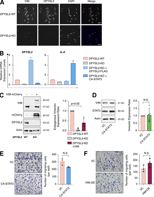 Overexpression of CA-STA3 and vimentin in WT cells does not affect migration. (A) DPYSL2 loss affects vimentin expression. WT and DPYSL2 cells were subjected to immunofluorescence assay and imaging using the indicated antibodies. Scale bar, 10 µm. (B) CA-STAT3 induces IL-6 expression in MDA-MB-231 cells. The RNA was isolated from WT, DPYSL2-KO, and DPYSL2-KO + CA-STAT3 cells, and the expression of the indicated genes was determined by qPCR. Each value represents the mean ± SD for n = 3. (C) Left: Immunoblots representing ectopic vimentin-mCherry expression in DPYSL2-KO cells. Immunoblots representing DPYSL2-KO in MDA-MB-231 and overexpression of vimentin-mCherry in the KO background. Cells were lysed and subjected to immunoblotting using the indicated antibodies. Right: Quantification of endogenous vimentin immunoblots relative to WT cells; each bar represents the mean ± SD for n = 4. The P value was determined by Mann–Whitney U test. (D) CA-STAT3 overexpression in WT MDA-MB-231 did not influence vimentin expression. Left: Immunoblots representing WT MDA-MB-231 expressing VC and CA-STAT3. Cells were lysed and subjected to immunoblotting using the indicated antibodies. Right: Quantification of vimentin immunoblots relative to WT cells; each bar represents the mean ± SD for n = 5. The P value was determined by Student’s t test. VC, vector control; N.S., no statistically significant differences between the samples. (E) Overexpression of CA-STAT3 insignificantly altered MDA-MB-231 cell migration. The migratory capability of the different samples was determined in a Transwell assay. Left: Representative images of each sample. Scale bar, 100 µm. Right: Quantification of data is reported as the number of migrated cells per 20,000 seeded cells; each value represents the mean ± SD for n = 3. The P value was determined by Student’s t test. VC, vector control; N.S., no statistically significant differences between the samples. (F) Overexpressing vimentin insignificantly altered MDA-MB-231 cell migration. The migratory capability of the different samples was determined in a Transwell assay. Left: Representative images of each sample. Scale bar, 100 µm. Right: Quantification of data is reported as the number of migrated cells per 20,000 seeded cells; each value represents the mean ± SD for n = 3. The P value was determined by Student’s t test. VC, vector control; N.S., no statistically significant differences between the samples. Source data are available for this figure: SourceData FS5. Refer to the image caption for details.