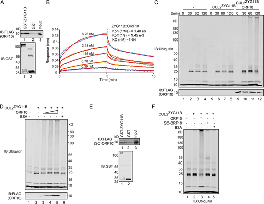 ORF10 stimulates CUL2ZYG11B E3 ligase activity by interacting with ZYG11B. (A) SARS-CoV-2 ORF10 directly interacts with ZYG11B. Purified GST-ZYG11B and GST were used to pull down ORF10. The number below Western blot bands presents the lane number. (B) ORF10-ZYG11B interaction shows a high binding affinity. Bio-Layer interferometry (BLI) was performed to quantify the binding affinity of the ORF10-ZYG11B interaction. Data analysis was performed using the 2:1 heterogenous ligand-binding model. (C) ORF10 stimulates CUL2ZYG11B E3 ligase activity. ORF10 was added to an in vitro CUL2ZYG11B ubiquitination system containing ubiquitin-activating enzyme (E1), ubiquitin-conjugating enzyme (E2), ubiquitin, ATP, and the ZYG11B-CUL2 immunocomplex. The reaction products were collected at the indicated times, and reaction products were assessed with immunoblotting using anti-ubiquitin and anti-FLAG antibodies. (D) ORF10 stimulates the CUL2ZYG11B ubiquitination activity in a concentration-dependent manner. ORF10 was added to the CUL2ZYG11B ubiquitination system from C as a concentration gradient and reaction products were assessed with immunoblotting using anti-ubiquitin and anti-FLAG antibodies. (E) ZYG11B does not bind with ORF10 from SARS-CoV (SC-ORF10). Purified GST-ZYG11B and GST were used to pull down SC-ORF10. (F) SARS-ORF10 has no effect on the ubiquitination activity of CUL2ZYG11B. ORF10, SC-ORF10, or BSA was added to the CUL2ZYG11B ubiquitination system from C. The reaction products were assessed with immunoblotting using an anti-ubiquitin antibody. Source data are available for this figure: SourceData F1. Refer to the image caption for details.