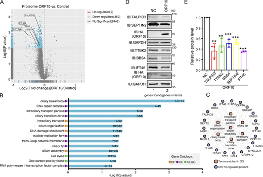 ORF10 downregulates cilium-related proteins. (A) Volcano plots of differentially expressed proteins (DEPs) were detected in a quantitative proteomic analysis of ORF10-expressing and empty vector control HEK293T cells. The red spots and blue spots indicate significantly upregulated and downregulated proteins, respectively. (B) Functional classification analysis of DEPs according to enrichment analysis of the biological process (BP) and cellular component (CC) terms and KEGG pathways. (C) The network of DEPs and enriched cilium-related gene ontology terms. (D) Cells expressing ORF10 display reduced accumulation of multiple cilium-related proteins. Immunoblotting analysis of TALPID3, TTBK2, BBS4, SEPTIN2, IFT46, and ORF10 levels in ORF10-expressing and empty vector (NC) control HEK293T cells. GAPDH served as a loading control. (E) Odyssey-based quantification of protein levels in D (n = 3 independent experiments). Data are presented as the mean ± SEM. ** indicated P < 0.01, *** indicated P < 0.001. Statistical analysis was performed with two-tailed unpaired Student’s t test. Source data are available for this figure: SourceData F2. Refer to the image caption for details.