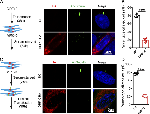 ORF10 impairs cilium biogenesis and maintenance. (A) ORF10 inhibits cilium biogenesis. Immunofluorescence analysis of Ac-Tubulin (green) and HA (red) in ORF10-expressing and empty vector control MRC-5 cells. Nuclei were stained with DAPI (blue). (B) Quantification of the distribution of ciliated cells among the ORF10-expressing and empty-vector control MRC-5 cells (A; n = 5 independent experiments). Data are presented as the mean ± SEM. *** indicates P < 0.001. Statistical analysis was performed with two-tailed unpaired Student’s t test. (C) ORF10 perturbs cilium maintenance. Immunofluorescence analysis of Ac-Tubulin (green) and HA (red) in ORF10-expressing and empty-vector control MRC-5 ciliated cells. Nuclei were stained with DAPI (blue). (D) Quantification of the ratio of ciliated cells in ORF10 expressed and empty-vector transfected ciliated cells (C;n = 5 independent experiments). Data are presented as the mean ± SEM. *** indicates P < 0.001. Statistical analysis was performed with two-tailed unpaired Student’s t test. Source data are available for this figure: SourceData F3. Refer to the image caption for details.