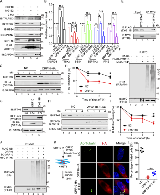 ORF10 promotes IFT46 degradation by stimulating CUL2ZYG11B activity. (A) ORF10 reduces TALPID3, TTBK2, BBS4, SEPTIN2, and IFT46 levels in a ubiquitin–proteasome pathway-dependent manner. Immunoblotting analysis of TALPID3, TTBK2, BBS4, SEPTIN2, IFT46, and ORF10 levels in ORF10-expressing and empty vector control HEK293T cells that were treated with or without the proteasome inhibitor MG-132 or the autophagy-lysosome degradation inhibitor 3-MA. GAPDH served as a loading control. (B) Odyssey-based quantification of protein levels in A (n = 3 independent experiments). Data are presented as the mean ± SEM. * indicates P < 0.05, ** indicates P < 0.01, *** indicates P < 0.001. Statistical analysis was performed with two-tailed unpaired Student’s t test. (C) ORF10 promotes the degradation of IFT46. A cycloheximide chase (CHX) assay of IFT46 was performed in ORF10-expressing and empty vector control HEK293T cells. Samples were taken at 0, 1, 2, and 4 h after the addition of CHX. The IFT46 and ORF10 protein levels were detected by immunoblotting using rabbit IFT46 antibody and rabbit HA antibody. GAPDH served as a loading control. (D) Quantification of the IFT46 levels in C. The protein level of IFT46 was quantified using Odyssey software. (n = 3 independent experiments). Data are presented as the mean ± SEM. * indicates P < 0.05. Statistical analysis was performed with two-tailed unpaired Student’s t test. (E) ZYG11B physically interacts with IFT46. MYC-IFT46 and ZYG11B-FLAG (or empty vector) were co-transfected into HEK293T cells. 24 h after transfection, cells were collected for immunoprecipitation (IP) with an anti-MYC antibody, followed by analysis using anti-FLAG and anti-MYC antibodies. (F) CUL2ZYG11B promotes the ubiquitination of IFT46. MYC-IFT46, ZYG11B-FLAG, and HA-Ub were transfected into HEK293T cells. 24 h after transfection, cells were collected for immunoprecipitation (IP) with an anti-MYC antibody, followed by analysis using anti-HA and anti-MYC antibodies. (G) The IFT46 level is dramatically decreased in ZYG11B-overexpressing HEK293T cells. Immunoblotting analysis against IFT46, FLAG, and HA for control, ORF10-expressing, and ZYG11B-overexpressing HEK293T cells. GAPDH served as a loading control. (H) Overexpression of ZYG11B promotes IFT46 degradation. A cycloheximide chase (CHX) assay of IFT46 was performed ZYG11B-overexpressing HEK293T cells. Samples were taken at 0, 1, 2, and 4 h after the addition of CHX. The IFT46 and ZYG11B protein levels were assessed with immunoblotting. GAPDH served as a loading control. (I) Quantification of the relative IFT46 levels in H. The protein level of IFT46 were quantified using Odyssey software. (n = 3 independent experiments). Data are presented as the mean ± SEM. * indicates P < 0.05. Statistical analysis was performed with two-tailed unpaired Student’s t test. (J) ORF10 promotes the ubiquitination of IFT46. MYC-IFT46 and FLAG-Ub were transfected into HEK293T cells. 24 h after transfection, cells were collected and added with ORF10 or SARS-ORF10 for immunoprecipitation (IP) with an anti-MYC antibody, followed by analysis using anti-FLAG and anti-MYC antibodies. (K) IFT46 overexpression partially rescues the cilia biogenesis defects of ORF10-expressing NIH3T3 cells. Immunofluorescence analysis for Ac-Tubulin (green) and HA (red) in ORF10-expressing, ORF10/IFT46 co-transfected, and empty-vector cells. Nuclei were stained with DAPI (blue). (L) Distribution of ciliated cells among the ORF10-expressing, ORF10/IFT46 co-transfected, and empty-vector cells (K; n = 5 independent experiments). Data are presented as the mean ± SEM. ** indicates P < 0.01. Statistical analysis was performed with two-tailed unpaired Student’s t test. Source data are available for this figure: SourceData F4. Refer to the image caption for details.