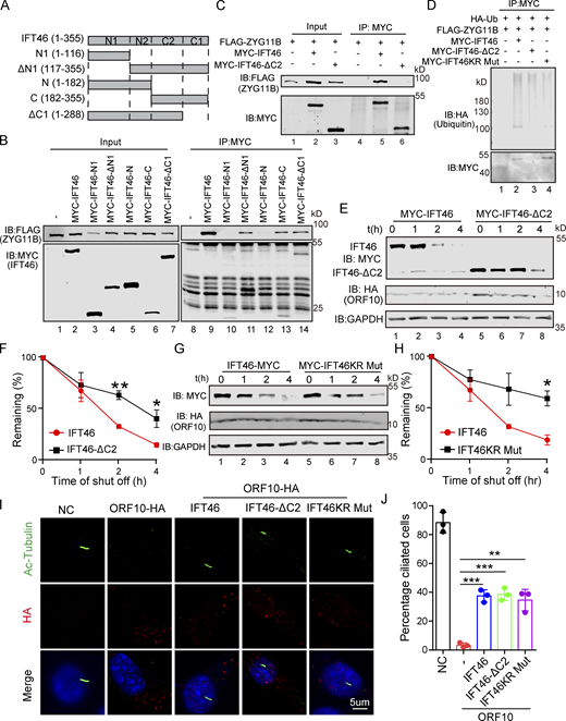 CUL2ZYG11Bpromoting IFT46 degradation to impair cilium biogenesis and maintenance via the C2 domain of IFT46. (A) Schematic overview of IFT46 truncation mutants. (B) Interactions between ZYG11B and truncation mutants of IFT46. Immunoprecipitation (IP) of FLAG-tagged ZYG11B and MYC-tagged truncation mutants of IFT46 followed by immunoblotting to detect the interaction in HEK293T cells. (C) C2 domain (amino acids 182–288, IFT46-C2) of IFT46 was sufficient for binding to ZYG11B. MYC-IFT46 (or IFT46-△C2, empty vector) and ZYG11B-FLAG were co-transfected into HEK293T cells. 24 h after transfection, cells were collected for immunoprecipitation (IP) with an anti-MYC antibody, followed by analysis using anti-FLAG and anti-MYC antibodies. (D) CUL2ZYG11B promotes the ubiquitination of IFT46 via the C2 domain of IFT46. HA-Ub, ZYG11B-FLAG, and MYC-IFT46 or IFT46-△C2 were transfected into HEK293T cells. 24 h after transfection, cells were collected for immunoprecipitation (IP) with an anti-MYC antibody, followed by analysis using anti-HA and anti-MYC antibodies. (E) ORF10 promotes the degradation of IFT46 via the C2 domain of IFT46. A cycloheximide chase (CHX) assay of IFT46 or IFT46-△C2 was performed in ORF10-expressing HEK293T cells. Samples were taken at 0, 1, 2, and 4 h after the addition of CHX. The IFT46, IFT46-△C2 and ORF10 protein levels were detected by immunoblotting using MYC and HA antibodies. GAPDH served as a loading control. (F) Quantification of the IFT46 and IFT46-△C2 levels in E. The protein level of IFT46 and IFT46-△C2 was quantified using Odyssey software. (n = 3 independent experiments). Data are presented as the mean ± SEM. ** indicates P < 0.01, * indicates P < 0.05. Statistical analysis was performed with two-tailed unpaired Student’s t test. (G) IFT46 KR Mut blocked the degradation of IFT46. A cycloheximide chase (CHX) assay of IFT46 or IFT46 KR Mut was performed in ORF10-expressing HEK293T cells. Samples were taken at 0, 1, 2, and 4 h after the addition of CHX. The IFT46, IFT46 KR Mut and ORF10 protein levels were detected by immunoblotting using MYC and HA antibody. GAPDH served as a loading control. (H) Quantification of the IFT46 and IFT46 KR Mut levels in G. The protein level of IFT46 and IFT46 KR Mut was quantified using Odyssey software. (n = 3 independent experiments). Data are presented as the mean ± SEM. * indicates P < 0.05. Statistical analysis was performed with two-tailed unpaired Student’s t test. (I) IFT46-△C2 and IFT46 KR Mut overexpression partially rescues the cilia biogenesis defects of ORF10-expressing NIH3T3 cells. Immunofluorescence analysis for Ac-Tubulin (green) and HA (red) in ORF10-expressing, ORF10/IFT46, ORF10/IFT46△C2, ORF10/IFT46 KR Mut co-transfected, and empty-vector cells. Nuclei were stained with DAPI (blue). (J) Quantification of ciliated cells in I (n = 3 independent experiments). Data are presented as the mean ± SEM. ** indicates P < 0.01, *** indicates P < 0.001. Statistical analysis was performed with two-tailed unpaired Student’s t test. Source data are available for this figure: SourceData F5.