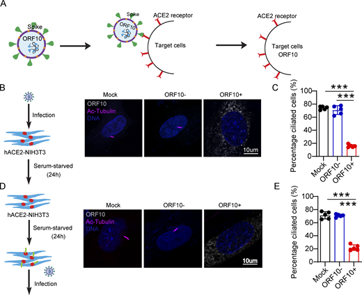 Spike-lentivirus-ORF10 perturbs cilia biogenesis and maintenance. (A) Schematic diagram of lentivirus infection of target cells. (B) Spike-lentivirus-ORF10 perturbs cilia biogenesis. Immunofluorescence analysis for Ac-Tubulin (magenta) and HA (white) was performed in mock, Spike-lentivirus, and Spike-lentivirus-ORF10 infected NIH3T3 cells. Nuclei were stained with DAPI (blue). (C) Quantification ratio of ciliated cells in mock, Spike-lentivirus, and Spike-lentivirus-ORF10 infected cells (B; n = 5 independent experiments). Data are presented as the mean ± SEM. *** indicates P < 0.001. Statistical analysis was performed with two-tailed unpaired Student’s t test. (D) Spike-lentivirus-ORF10 perturbs cilia maintenance. Immunofluorescence analysis for Ac-Tubulin (magenta) and HA (white) was performed in mock, Spike-lentivirus, and Spike-lentivirus-ORF10 infected NIH3T3 ciliated cells. Nuclei were stained with DAPI (blue). (E) Quantification ratio of ciliated cells in mock, Spike-lentivirus, and Spike-lentivirus-ORF10 infected cells (D; n = 5 independent experiments). Data are presented as the mean ± SEM. *** indicates P < 0.001. Statistical analysis was performed with two-tailed unpaired Student’s t test. Source data are available for this figure: SourceData F6. Refer to the image caption for details.